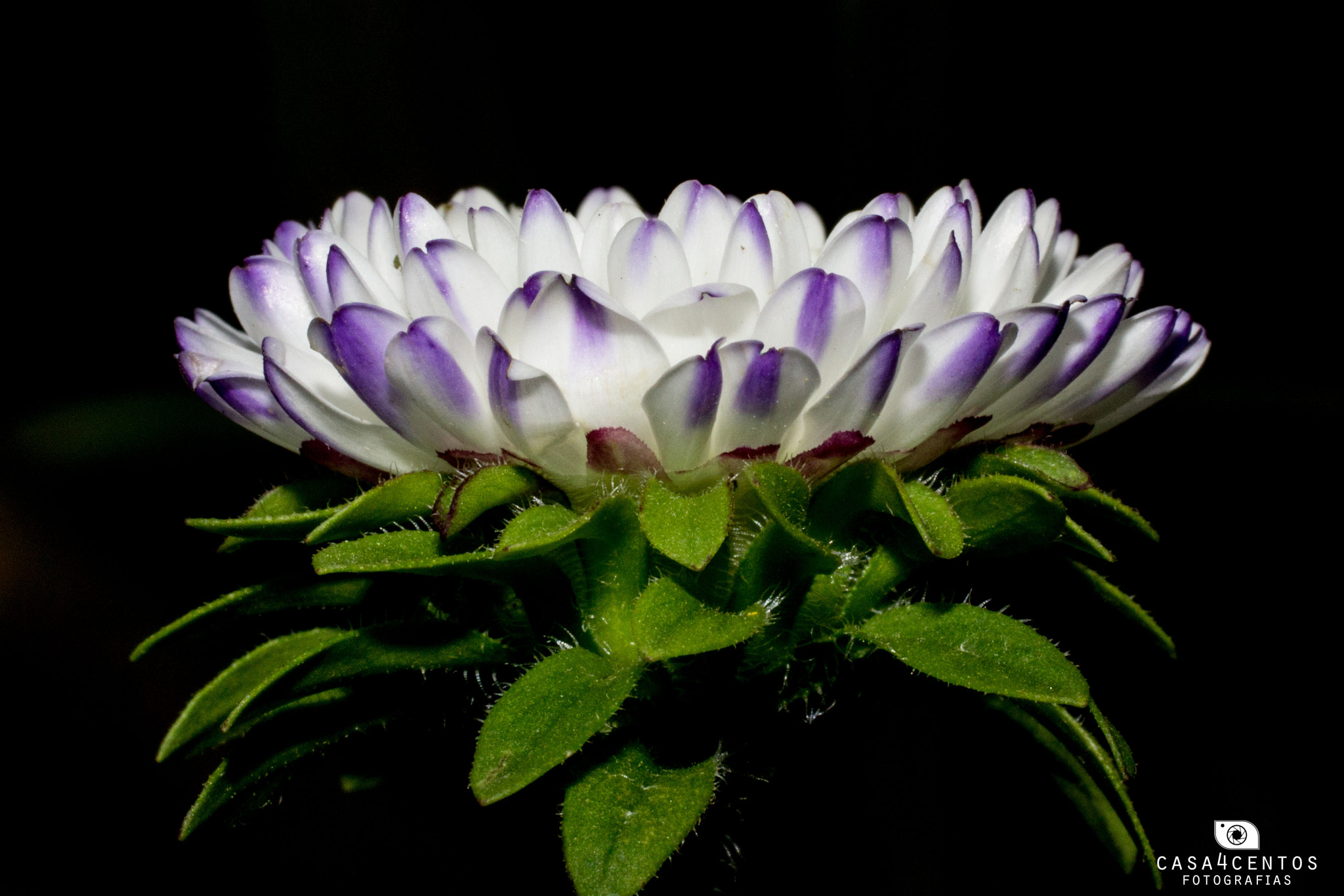 Canon EOS 60D + Canon EF 50mm F2.5 Macro sample photo. Flower 01 photography