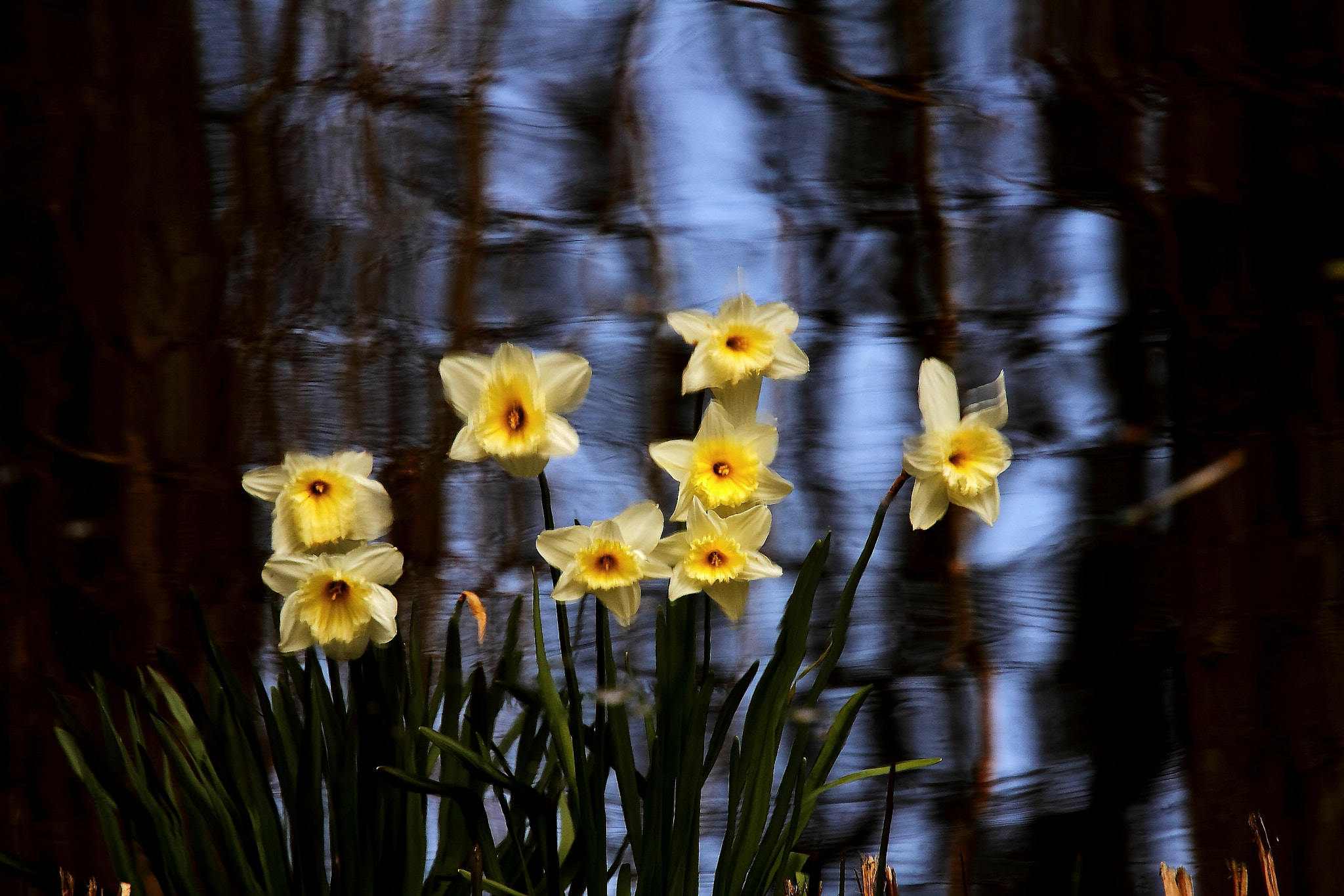 Canon EF 70-200mm F4L IS USM sample photo. Soft reflexions photography