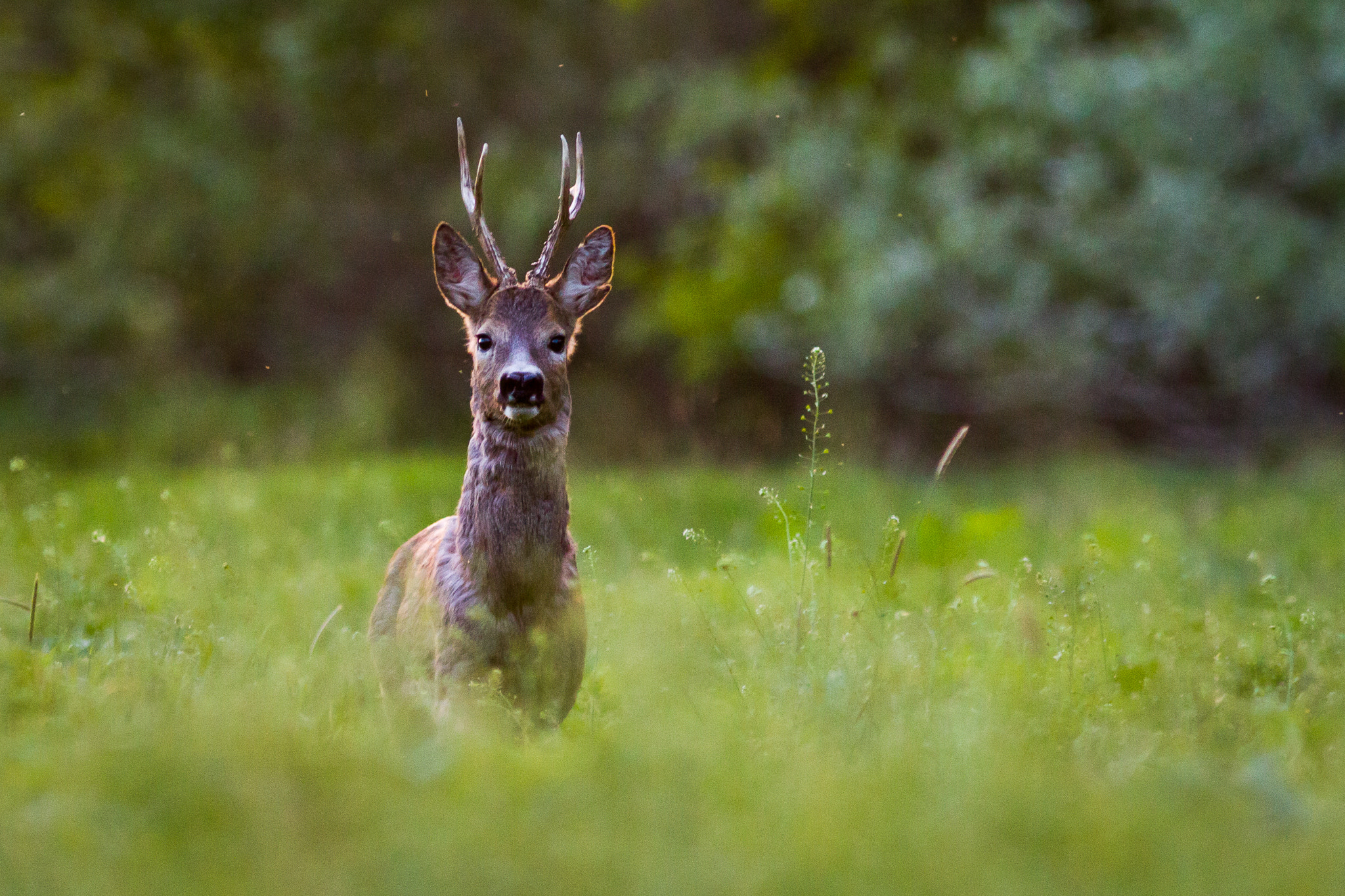 Canon EOS 50D + Canon EF 300mm F4L IS USM sample photo. April photography