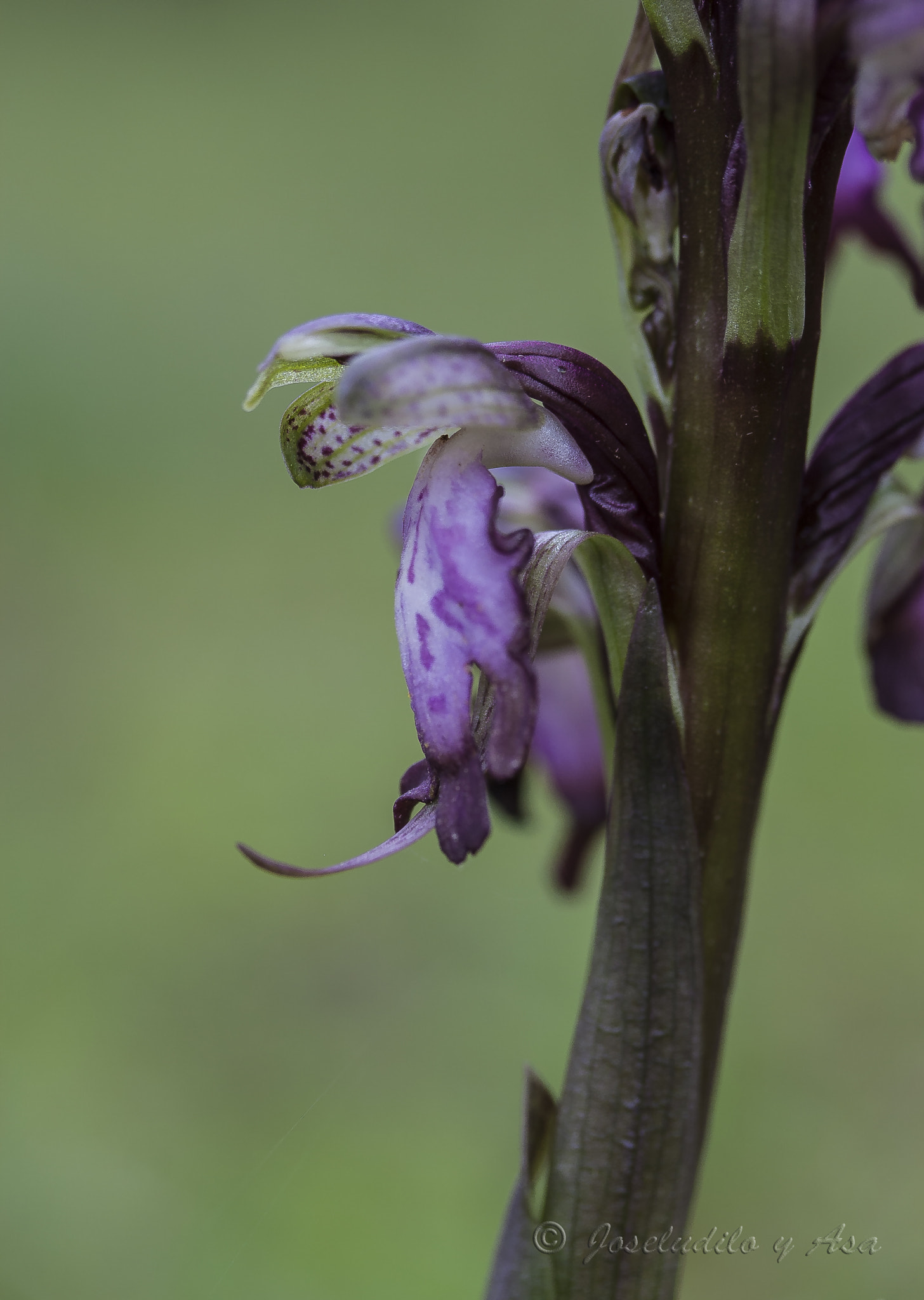 Canon EF-S 60mm F2.8 Macro USM sample photo. La orquídea gigante photography