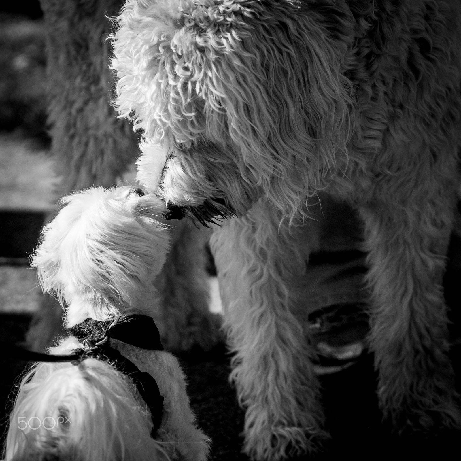 Canon EOS 100D (EOS Rebel SL1 / EOS Kiss X7) + Canon EF 70-200mm F2.8L IS II USM sample photo. Smooches pooches photography