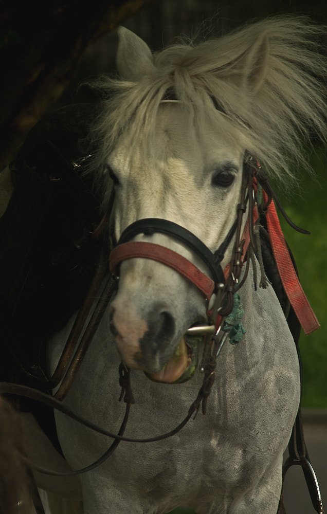 Canon EF 28-80mm f/3.5-5.6 sample photo. Friendly pony photography