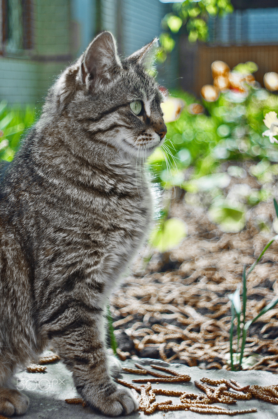 Canon EF 35-80mm f/4-5.6 sample photo. Wonderful gray cat photography
