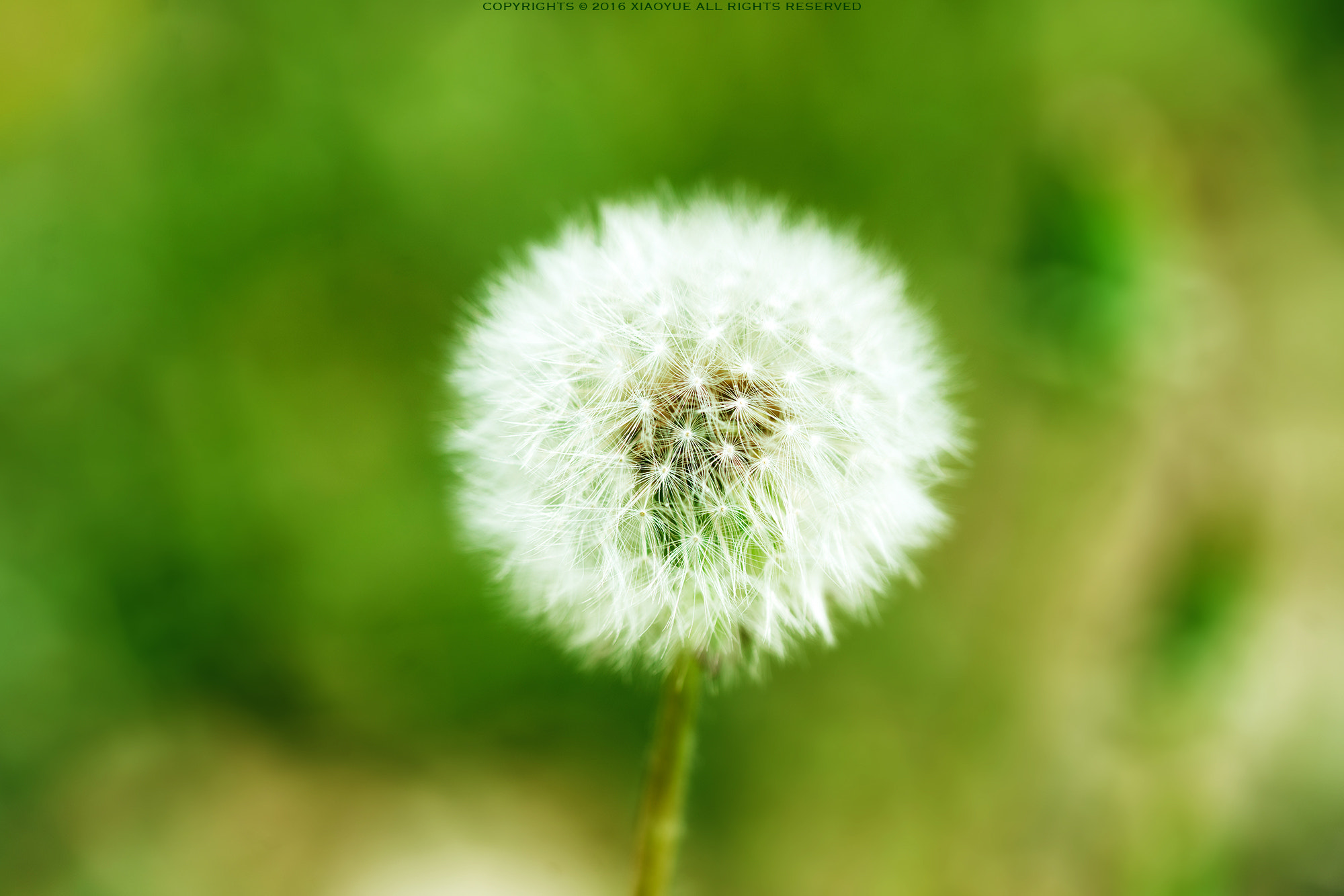 Sony a7R II + Canon EF 100mm F2.8L Macro IS USM sample photo. 春意 photography