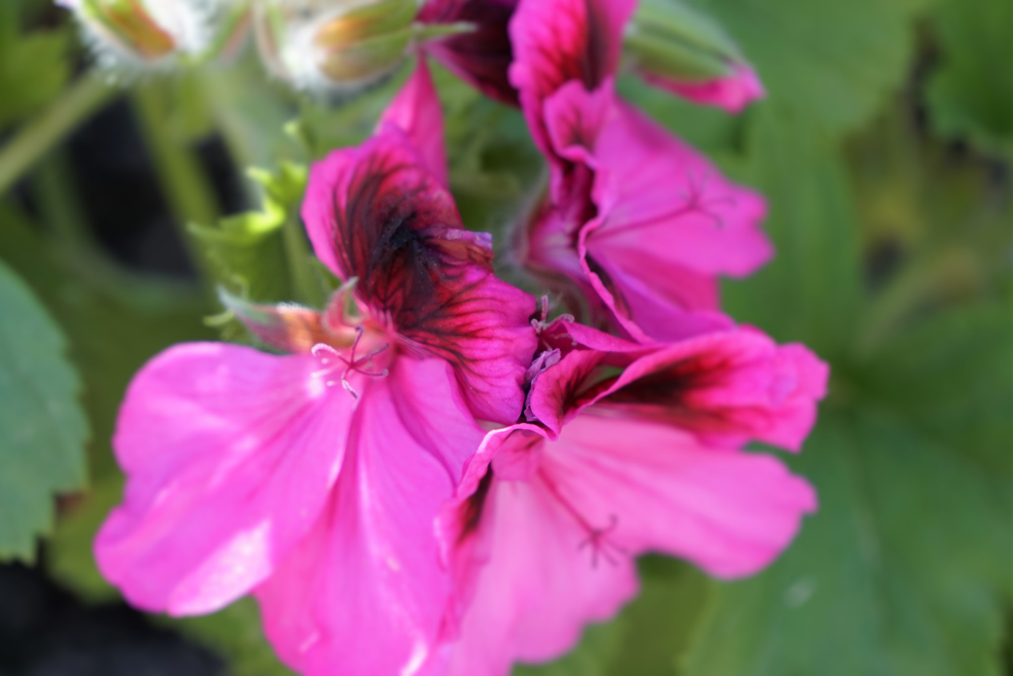 Sony E 55-210mm F4.5-6.3 OSS sample photo. Geranium pink - purple photography
