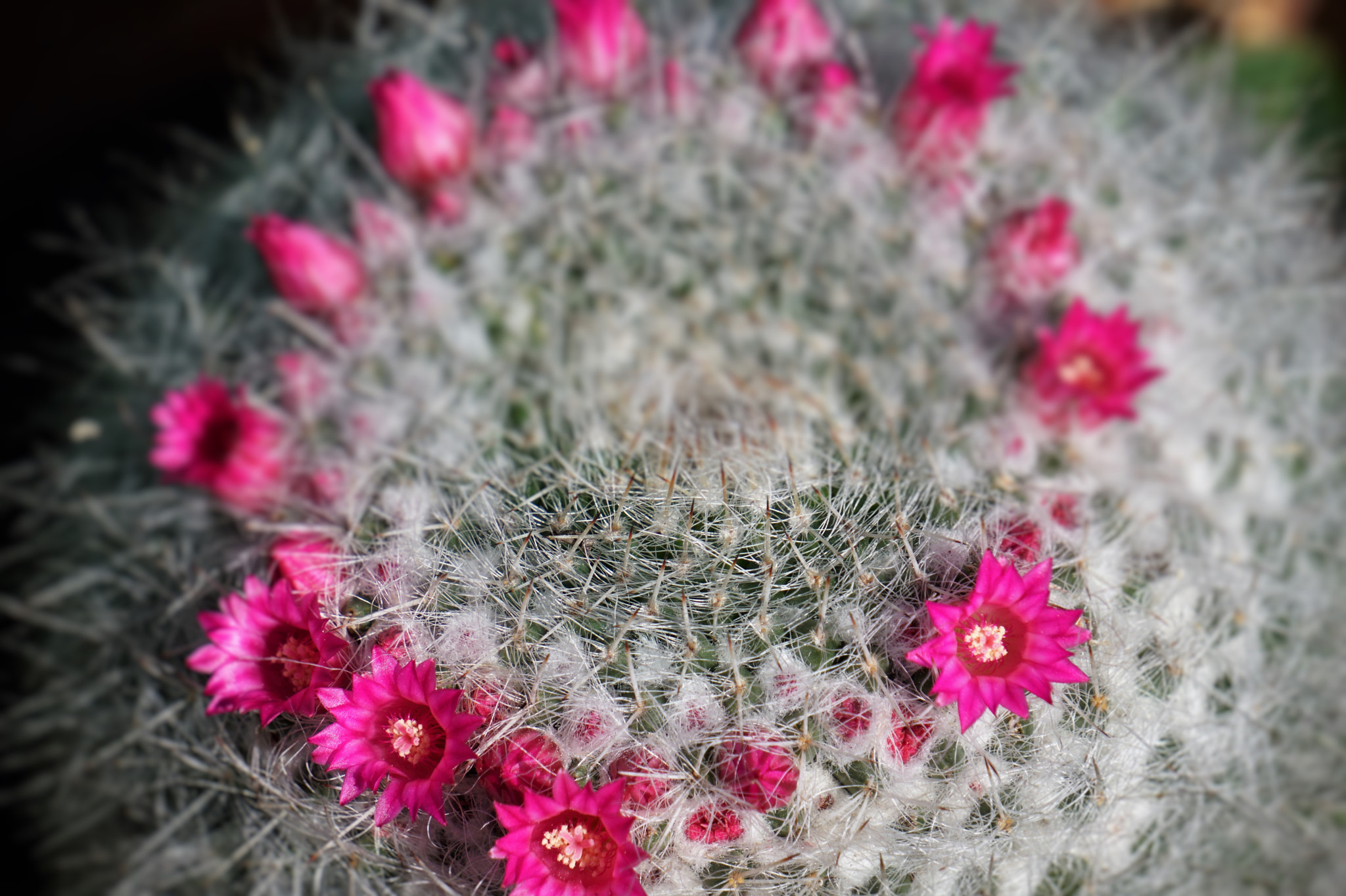 Sony E 55-210mm F4.5-6.3 OSS sample photo. Twin spined cactus flowers photography