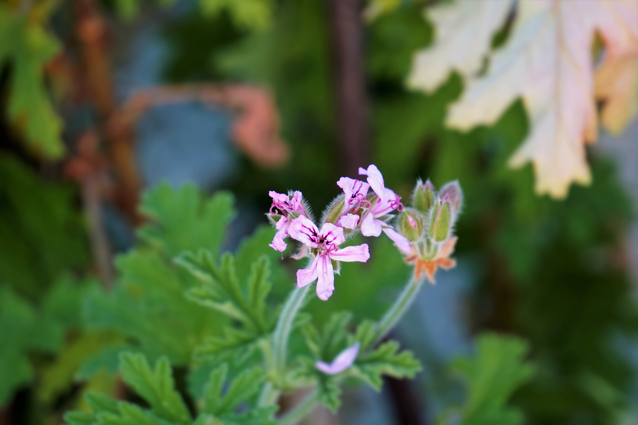 Sony E 55-210mm F4.5-6.3 OSS sample photo. Rose geranium photography
