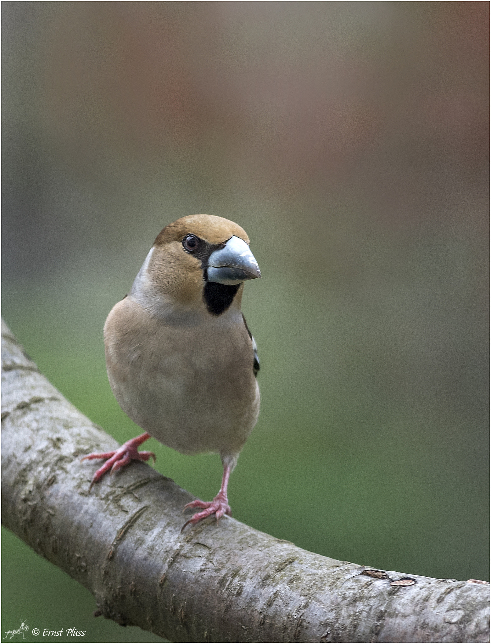 Nikon D5 sample photo. Hawfinch photography