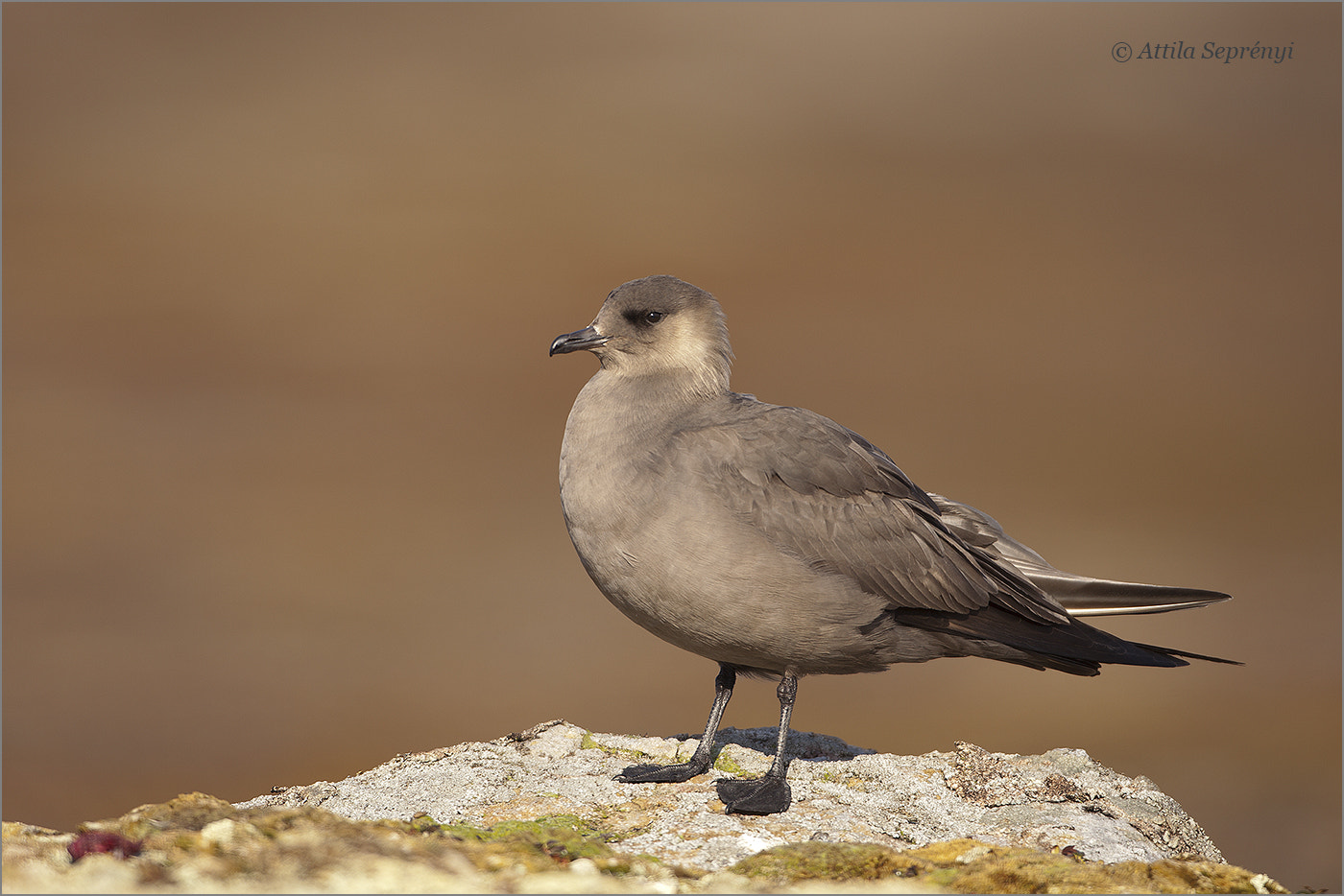 Canon EF 500mm F4L IS USM sample photo. Arctic skua photography