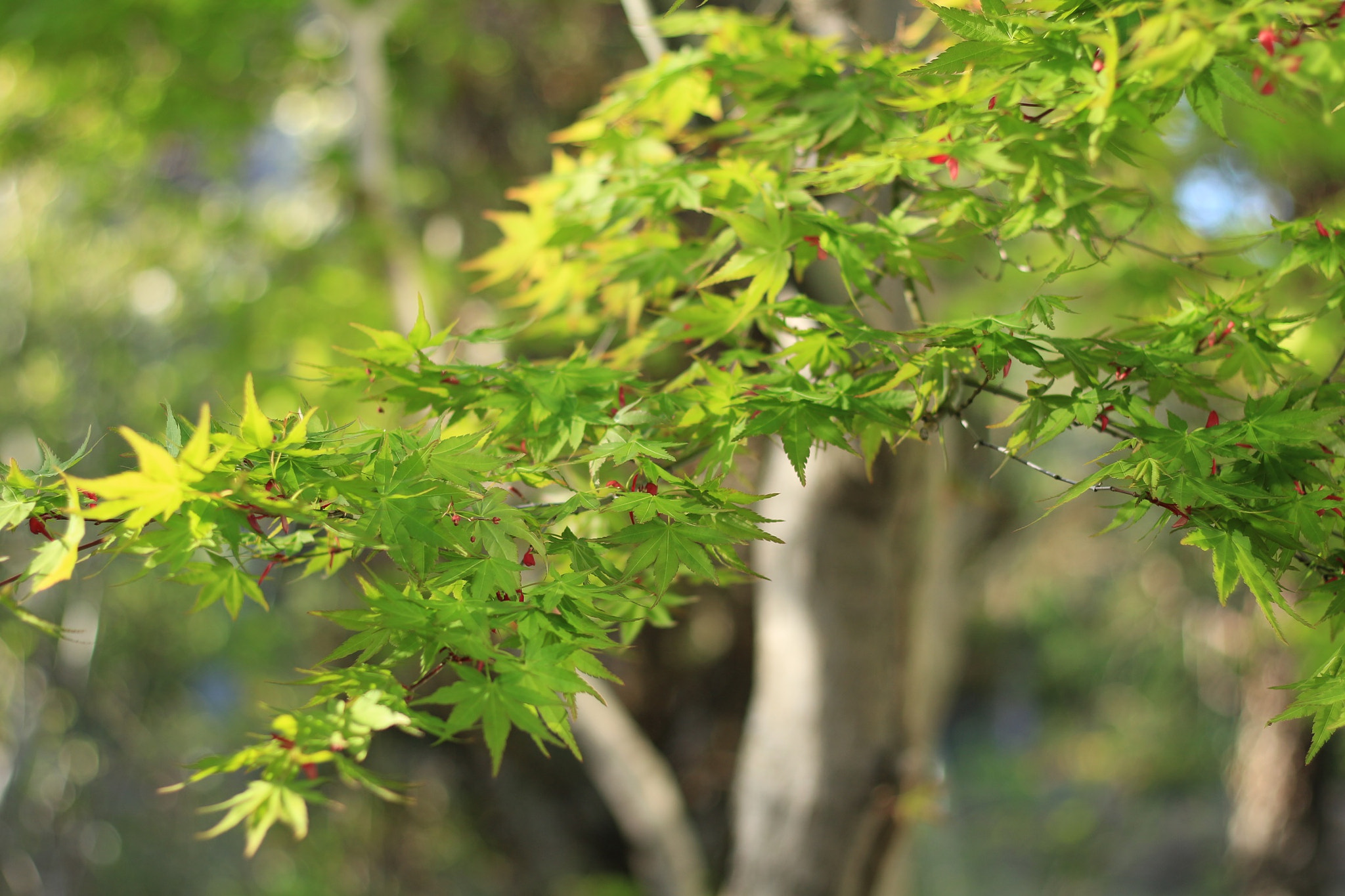 Canon EOS M + Canon EF 50mm F1.8 STM sample photo. Japanese maple photography