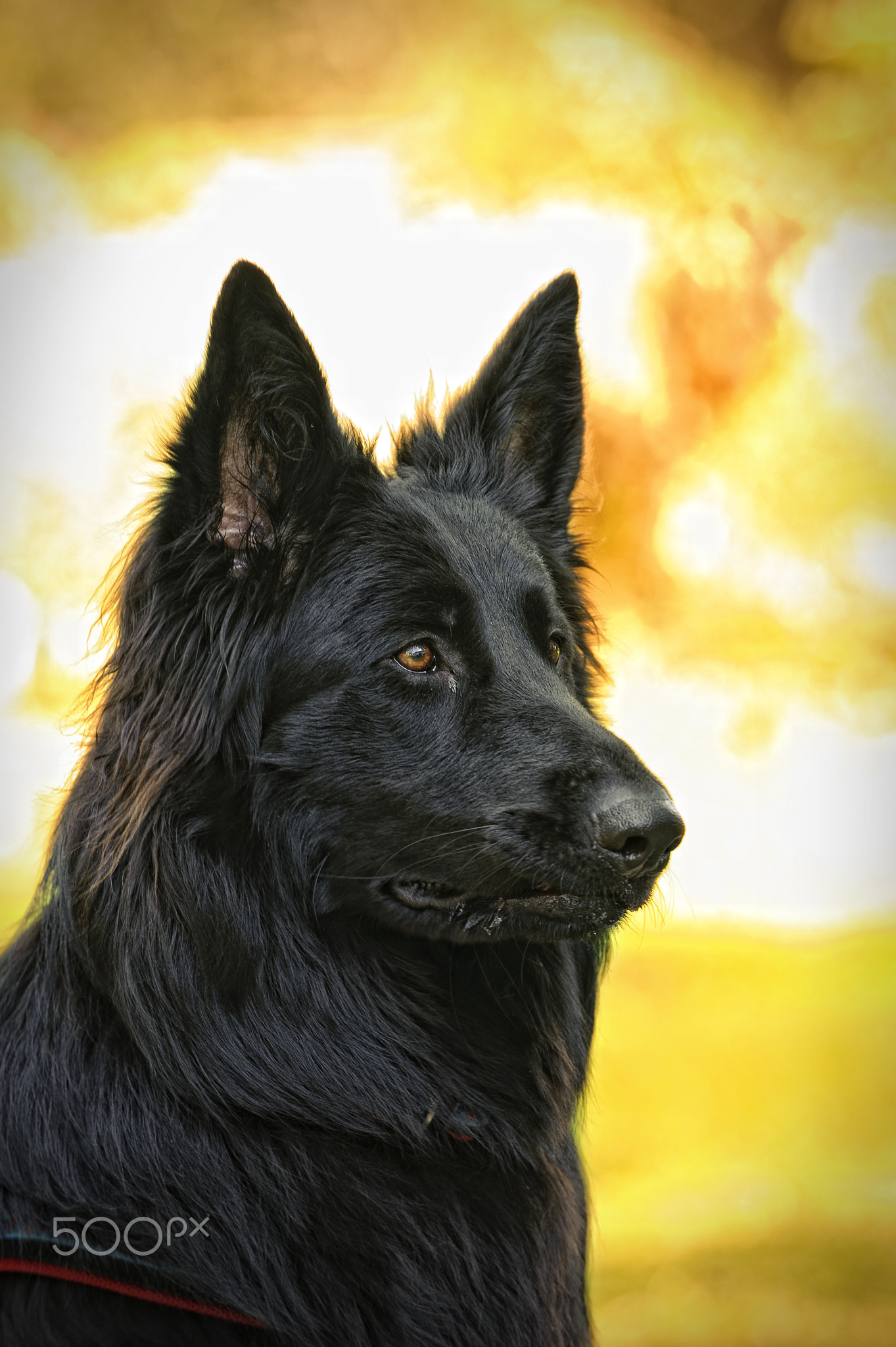 german shepherd