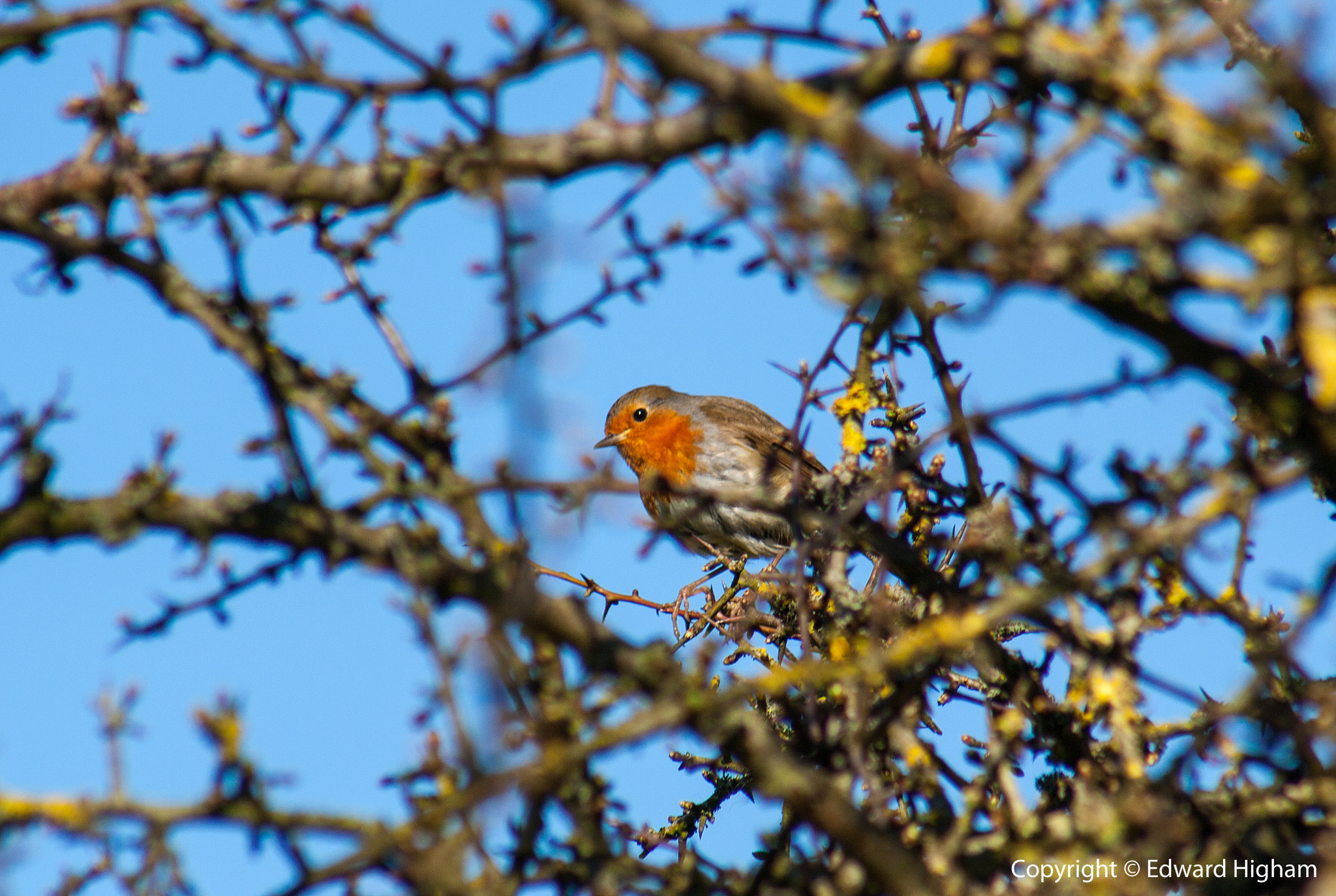 Canon EF 75-300mm f/4-5.6 USM sample photo. Robbin photography