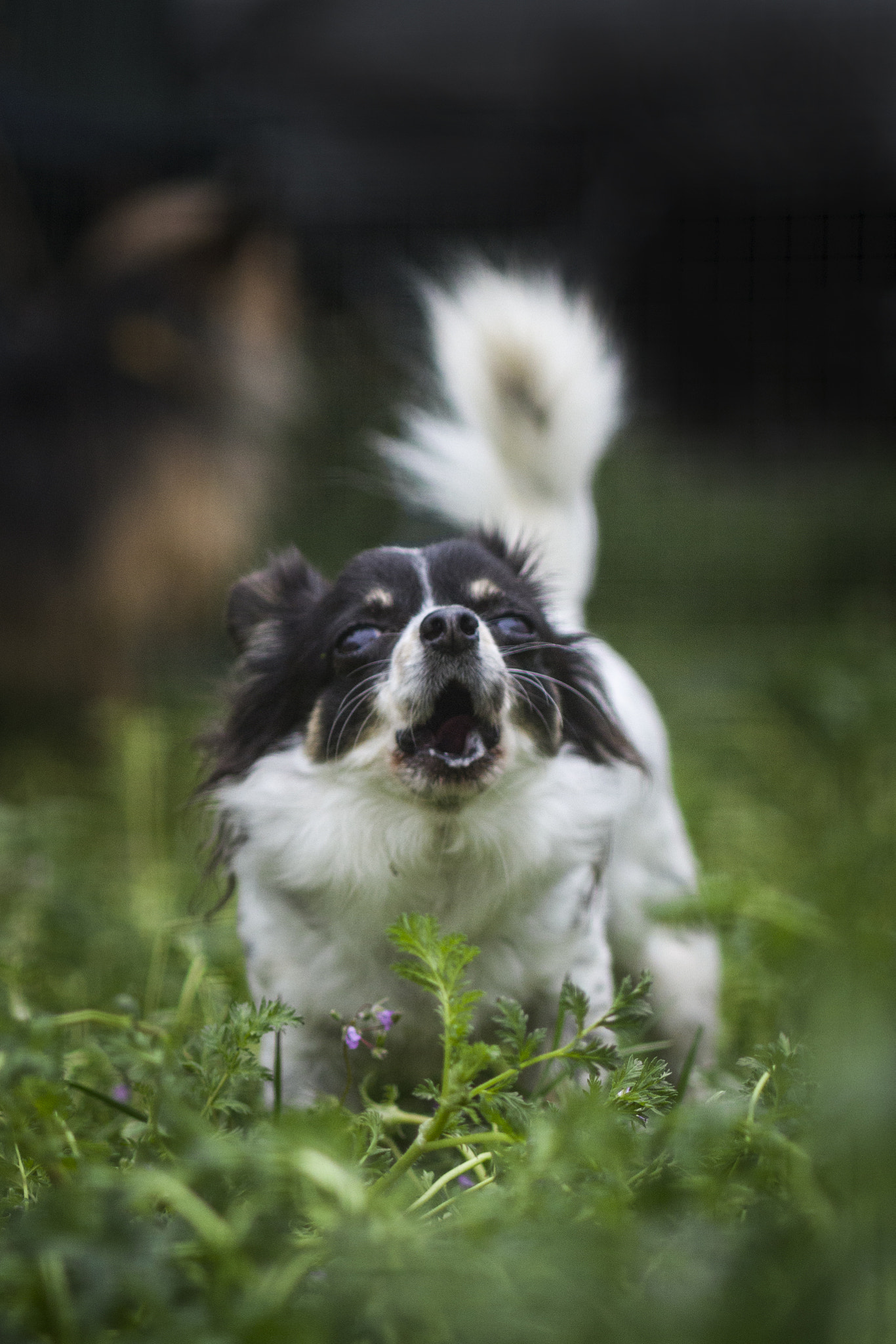 Canon EF 100mm F2.8 Macro USM sample photo. Hey! photography