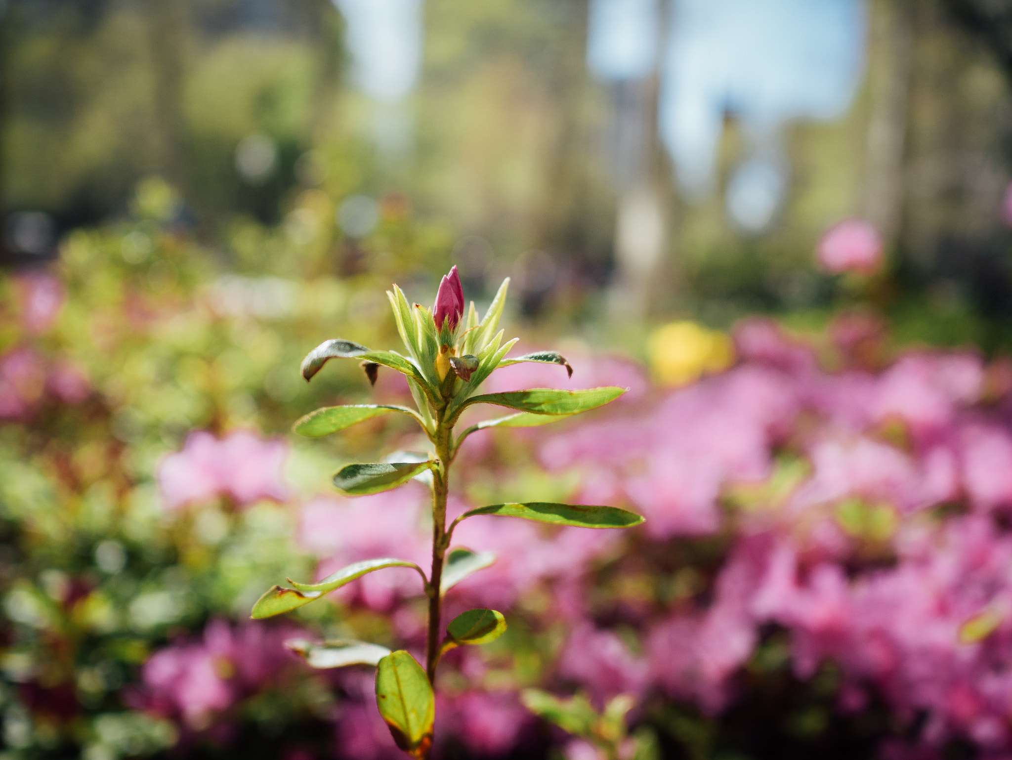 Panasonic Lumix DMC-GM1 + LEICA DG SUMMILUX 15/F1.7 sample photo. Spring photography