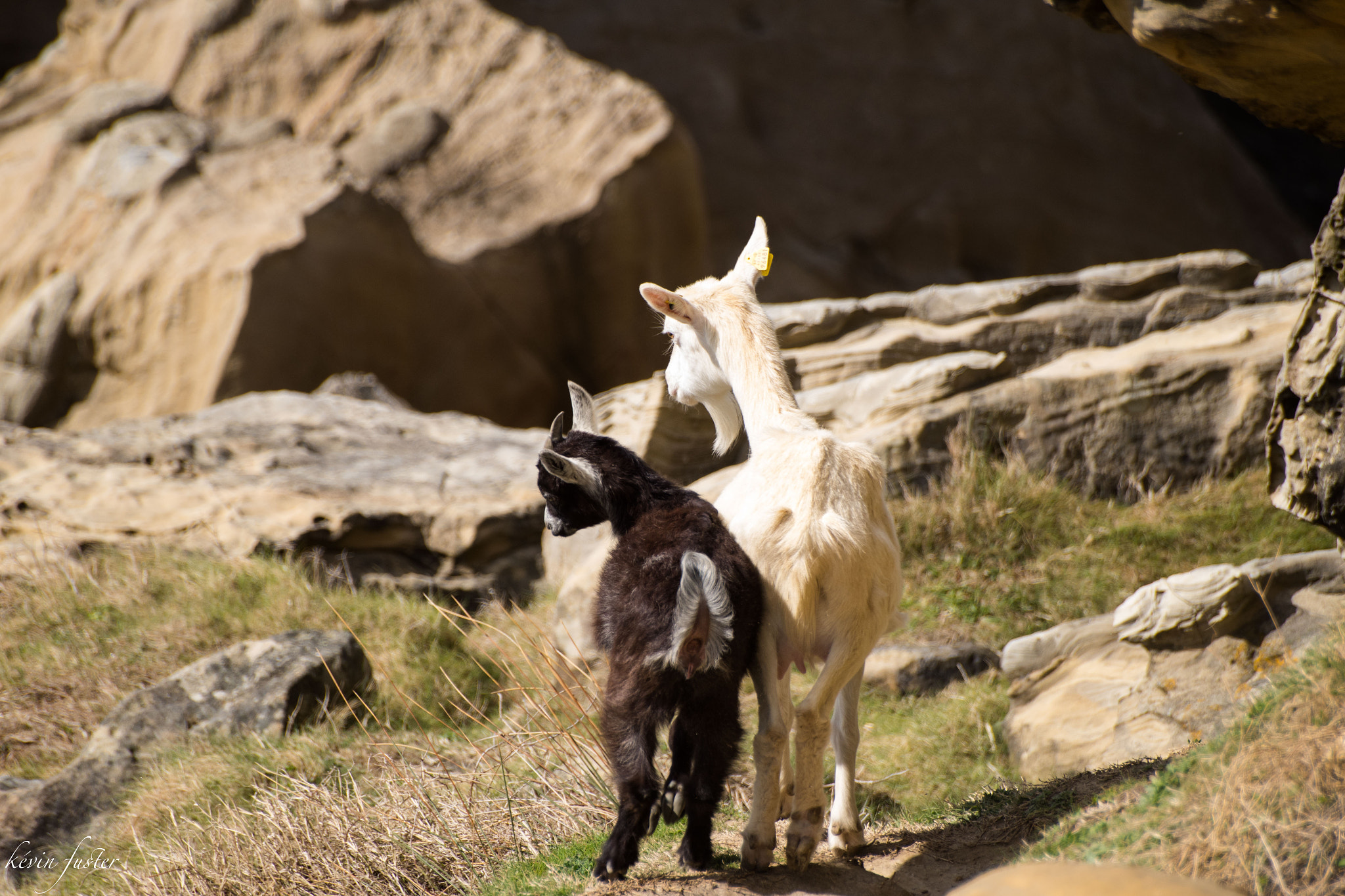 Pentax K-S2 + Sigma sample photo. En famille photography