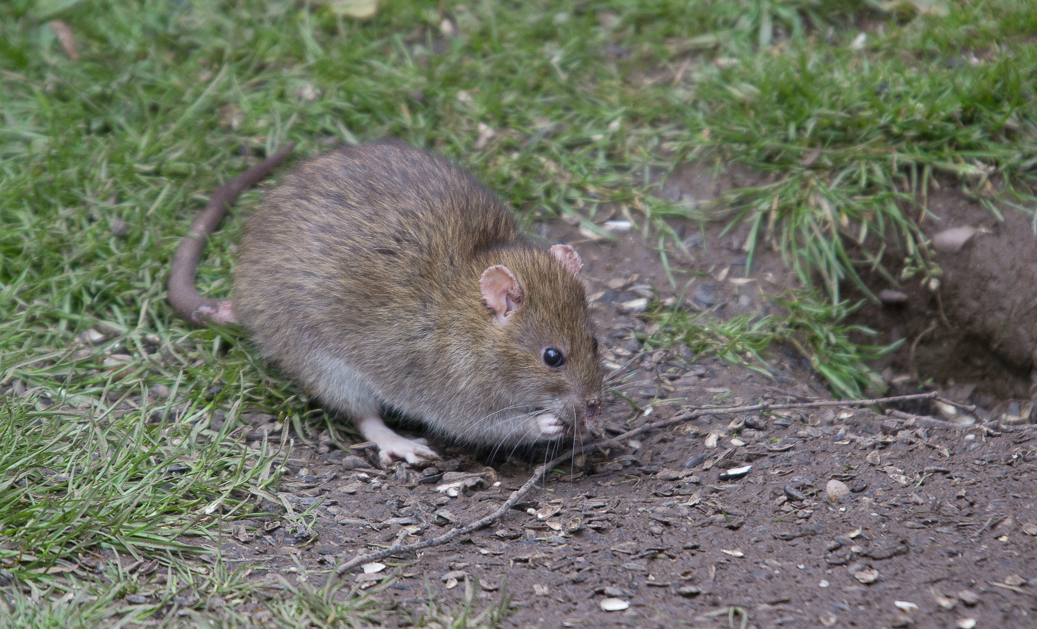 Canon EOS 600D (Rebel EOS T3i / EOS Kiss X5) + Sigma 50-500mm f/4-6.3 APO HSM EX sample photo. Brown rat love or hate? photography