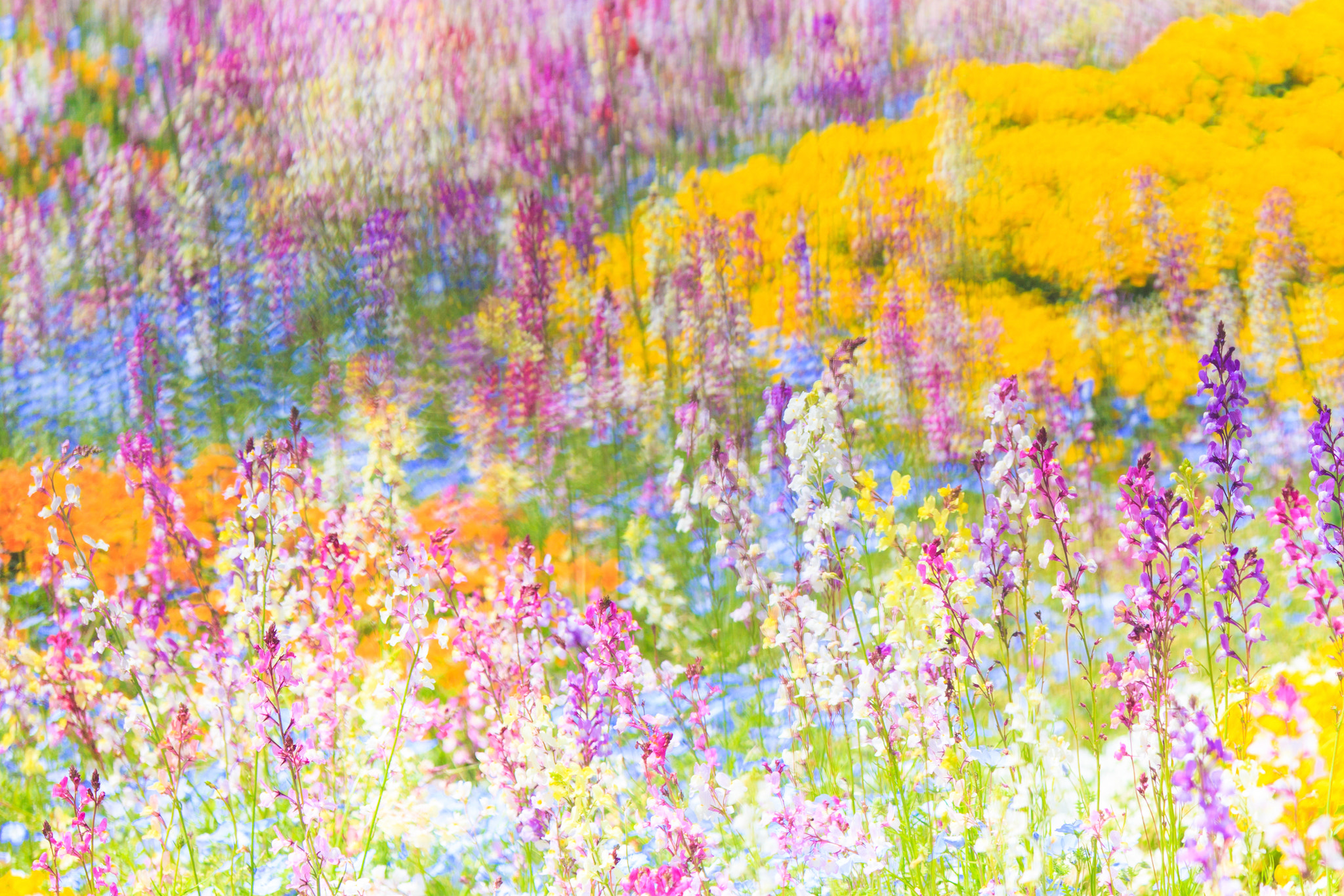 Tamron SP AF 180mm F3.5 Di LD (IF) Macro sample photo. Spring drawing photography