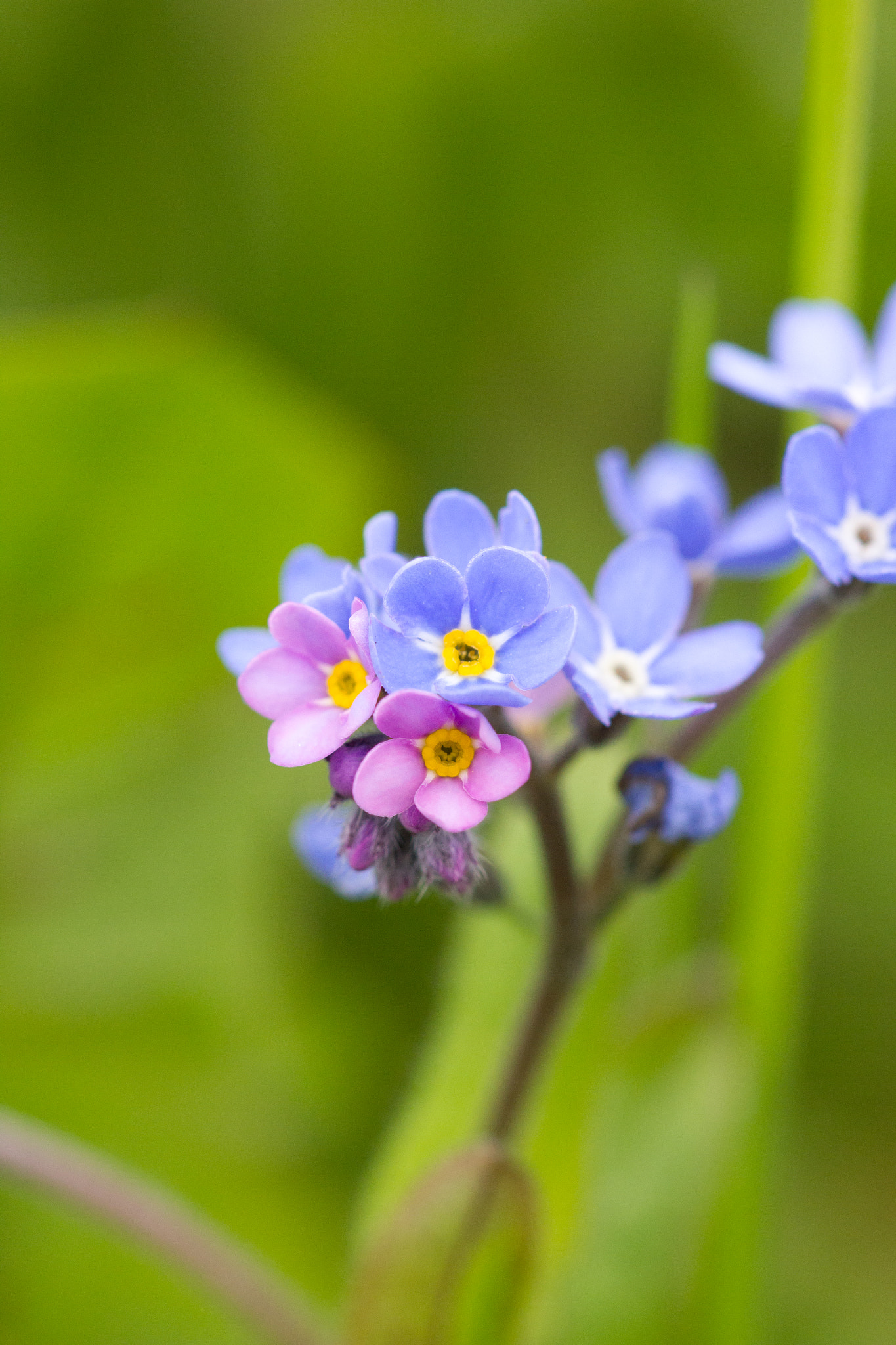 Sigma 105mm F2.8 EX DG OS HSM sample photo. Forgetmenot photography