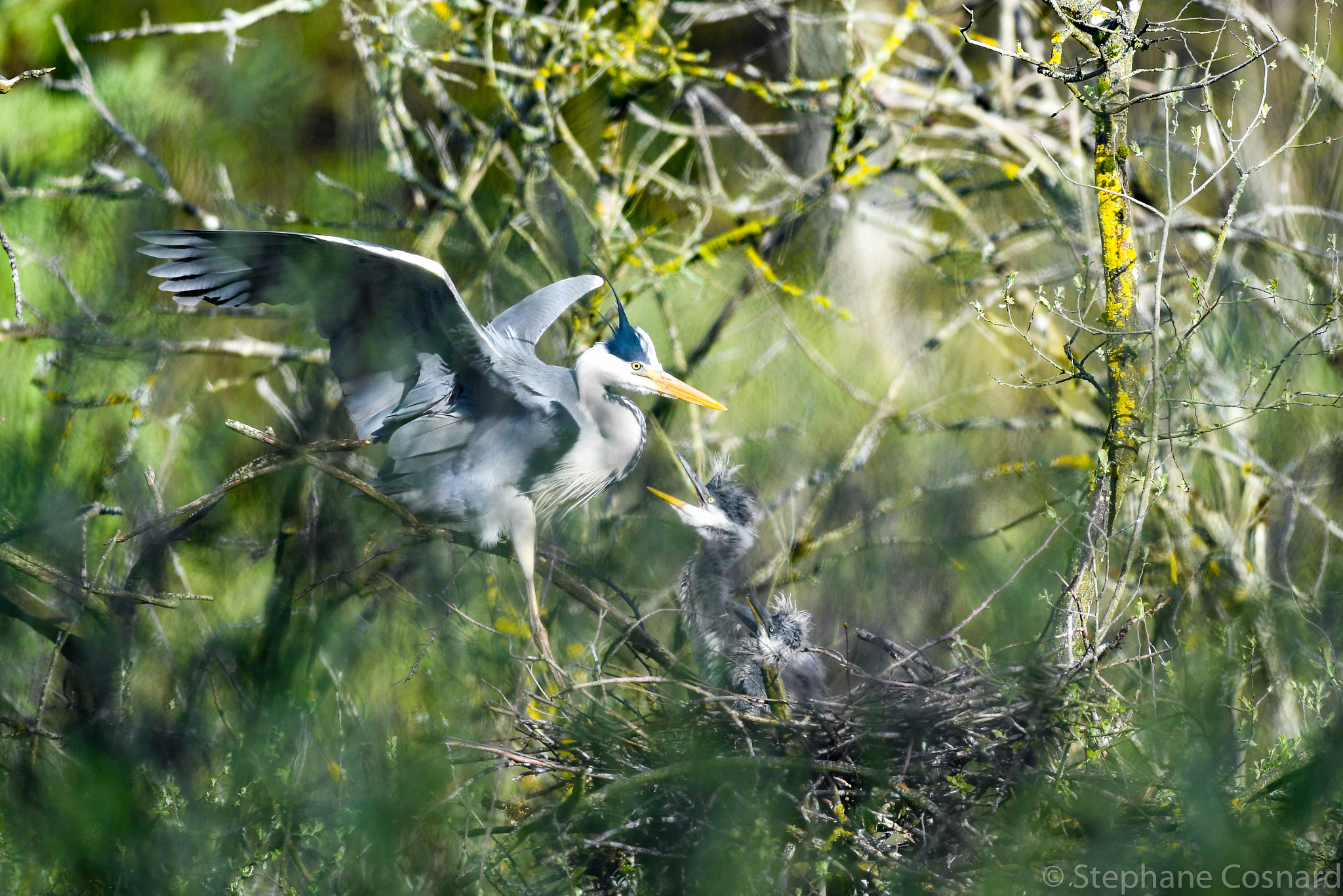 Nikon AF-S Nikkor 300mm F2.8G ED VR II sample photo. Héron and cubs in the nest photography