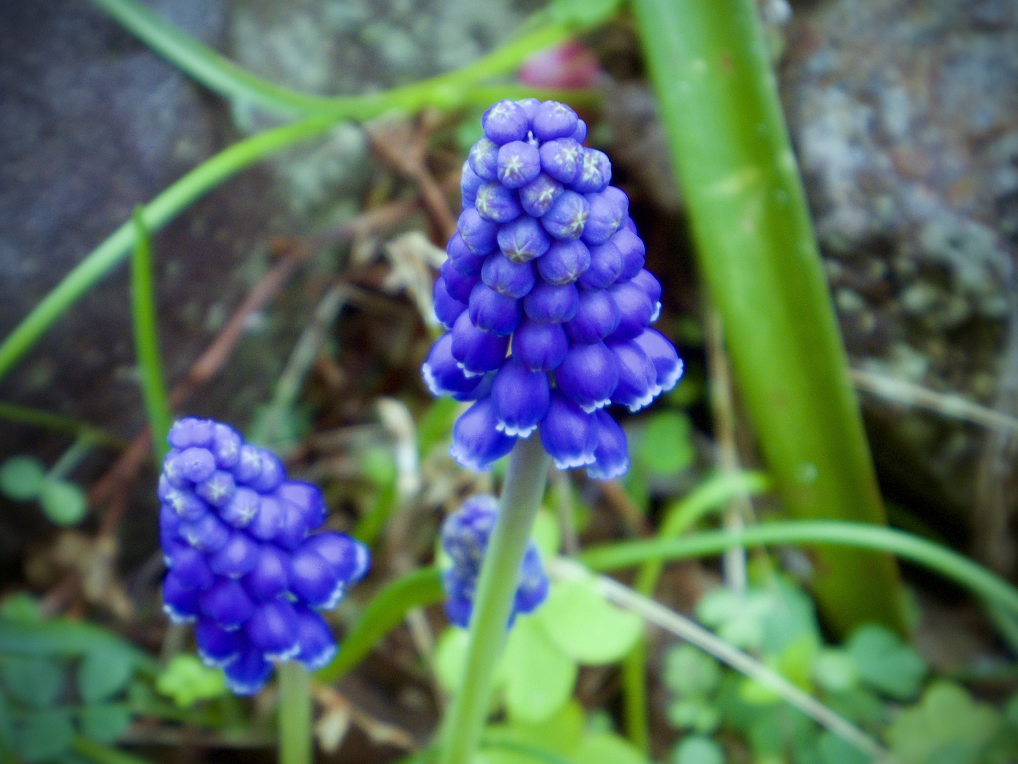 Pentax 02 Standard Zoom sample photo. 26086376265.jpg photography