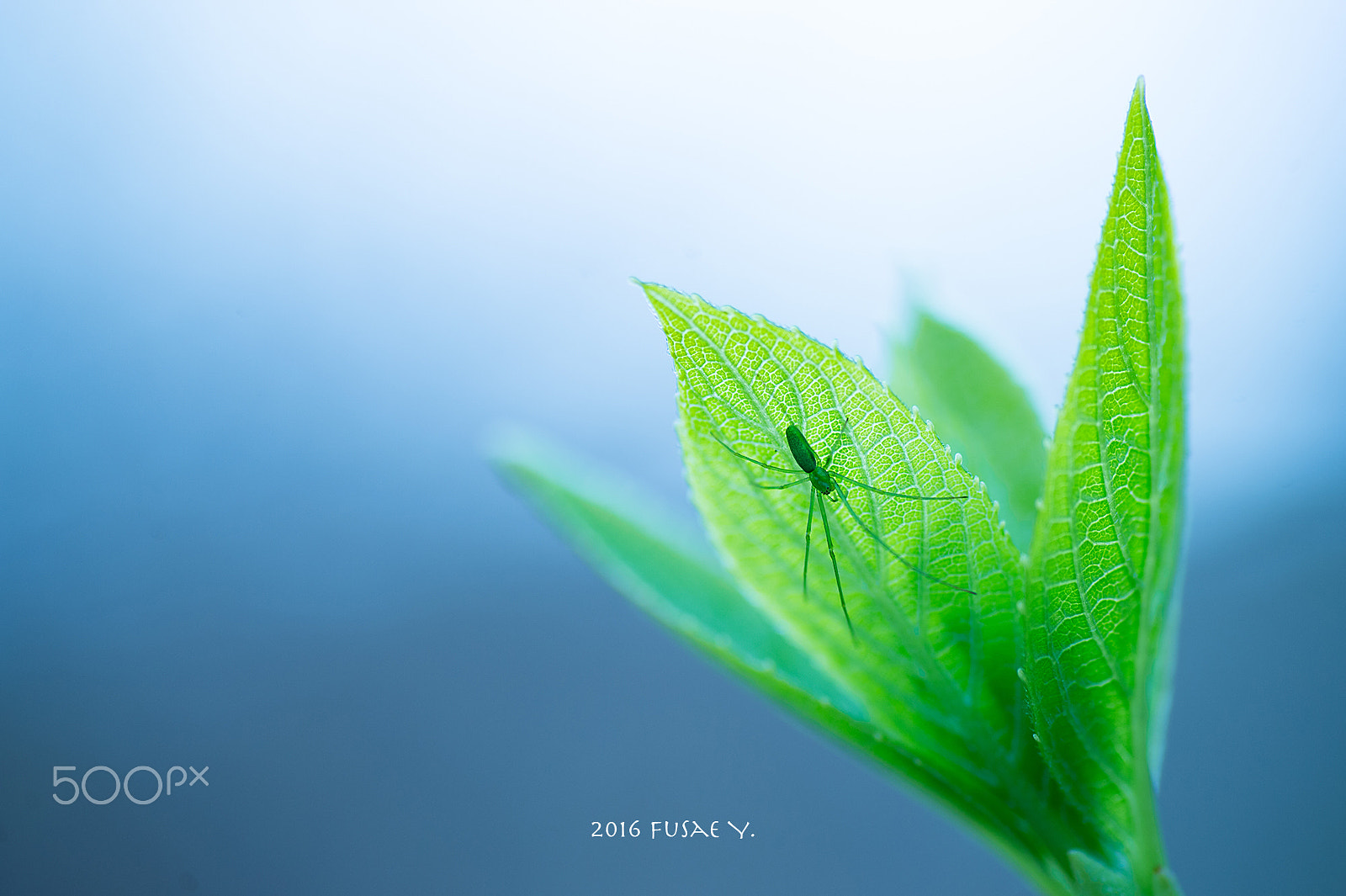 Nikon Df sample photo. Lurk photography