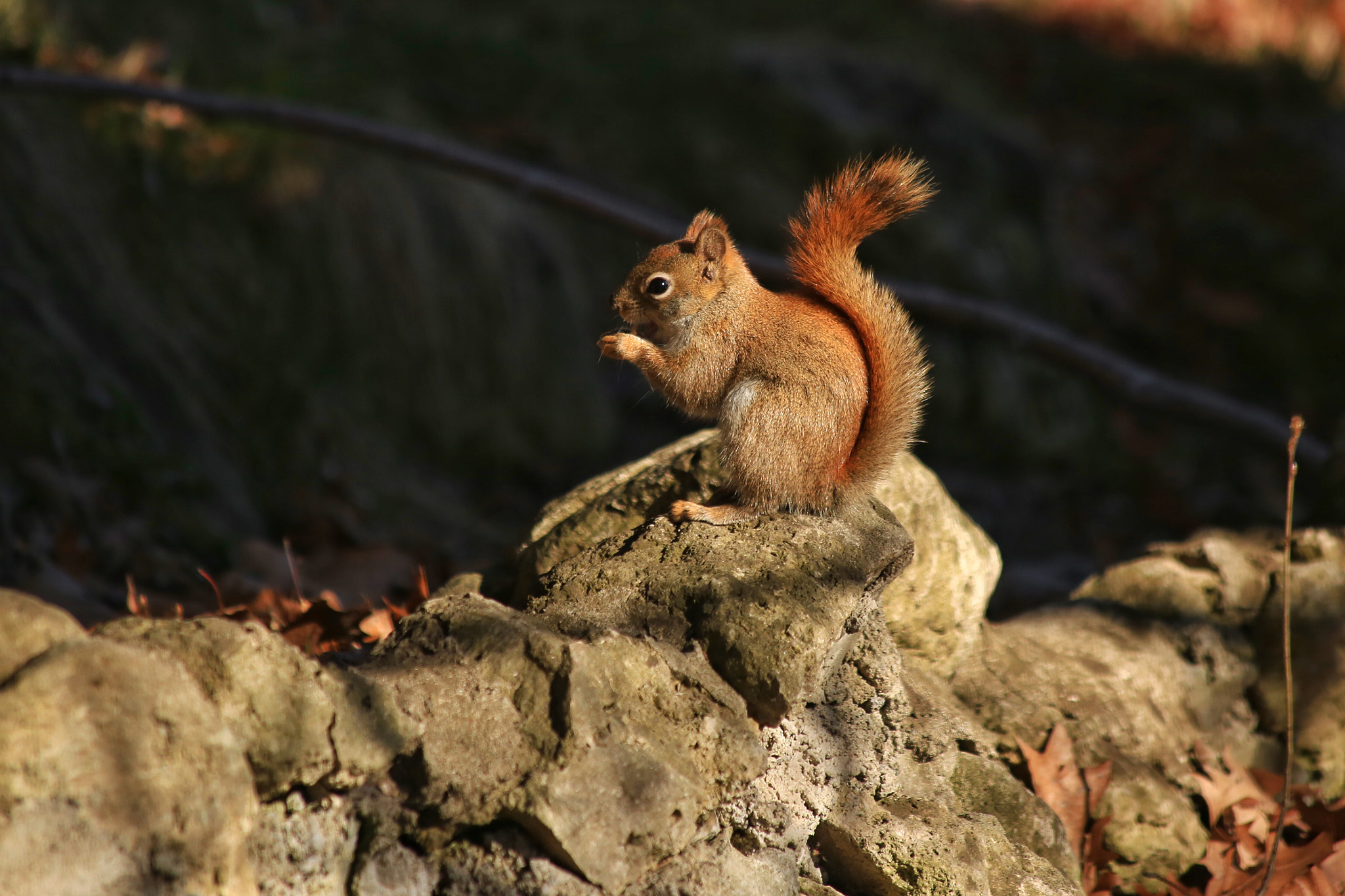 Canon EF 70-300mm F4-5.6 IS USM sample photo