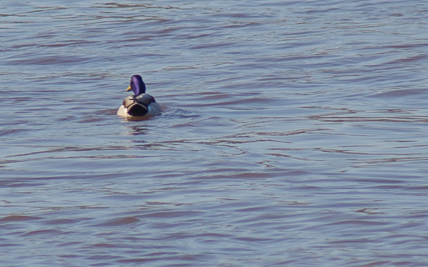Canon EF 70-210mm f/3.5-4.5 USM sample photo