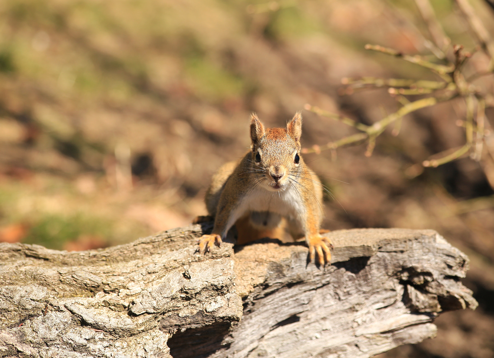 Canon EF 70-300mm F4-5.6 IS USM sample photo