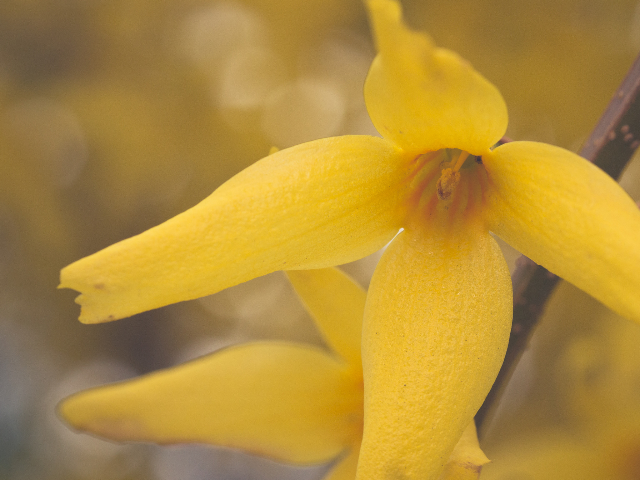 Olympus M.Zuiko Digital ED 60mm F2.8 Macro sample photo. Yellow flower on treebranch photography