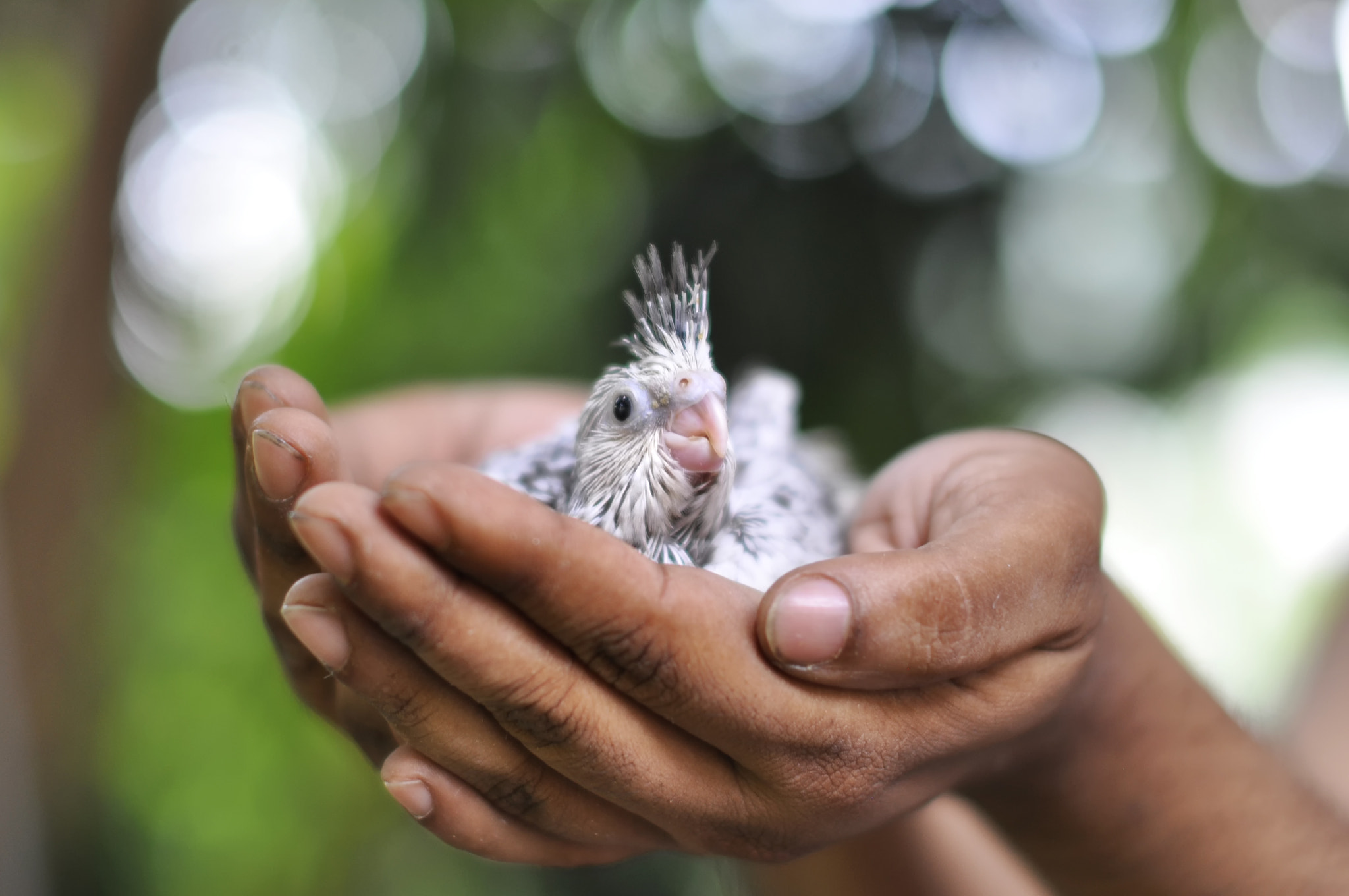 Nikon D5000 + Sigma 50mm F1.4 EX DG HSM sample photo. Nest-hands photography