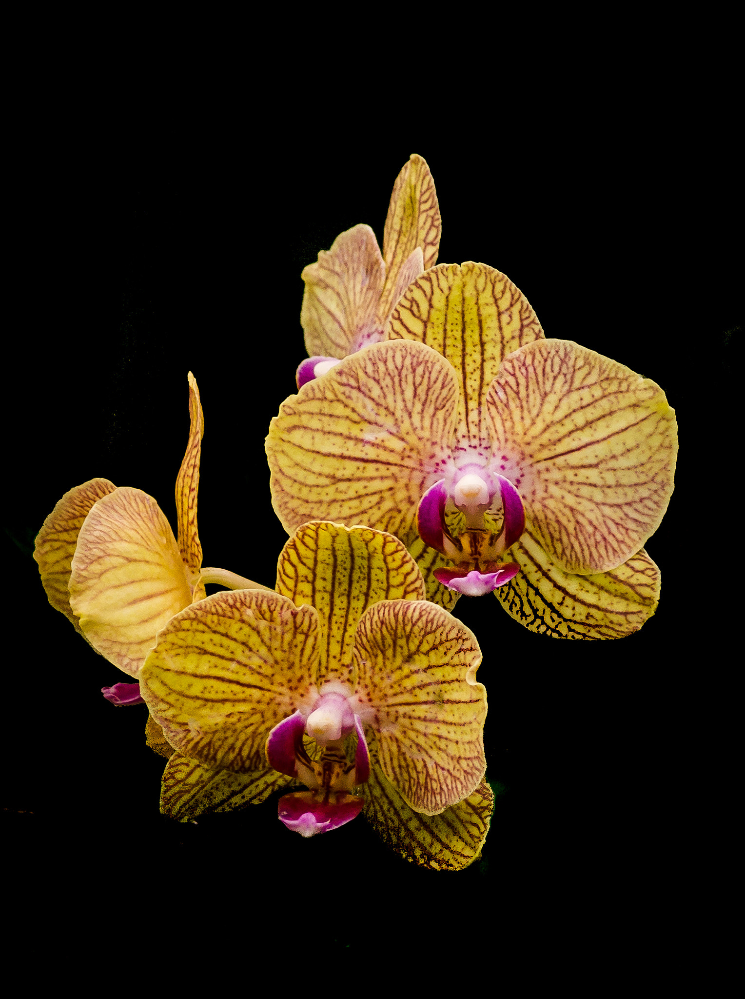 Sigma 30mm F1.4 EX DC HSM sample photo. Orchidee photography