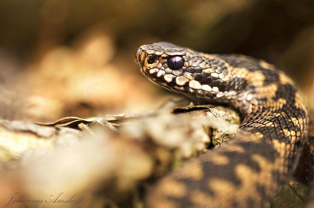 Sigma 150mm F2.8 EX DG Macro HSM sample photo. ~vipera berus berus~ photography