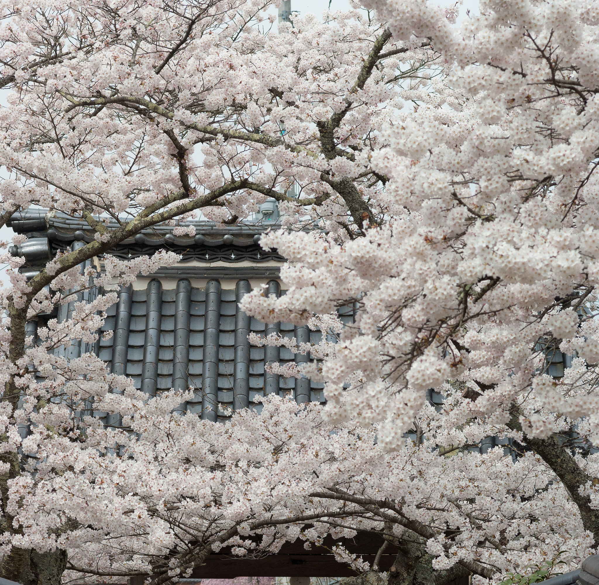 Pentax K200D + Pentax smc FA 77mm 1.8 Limited sample photo. The cherry blossoms photography