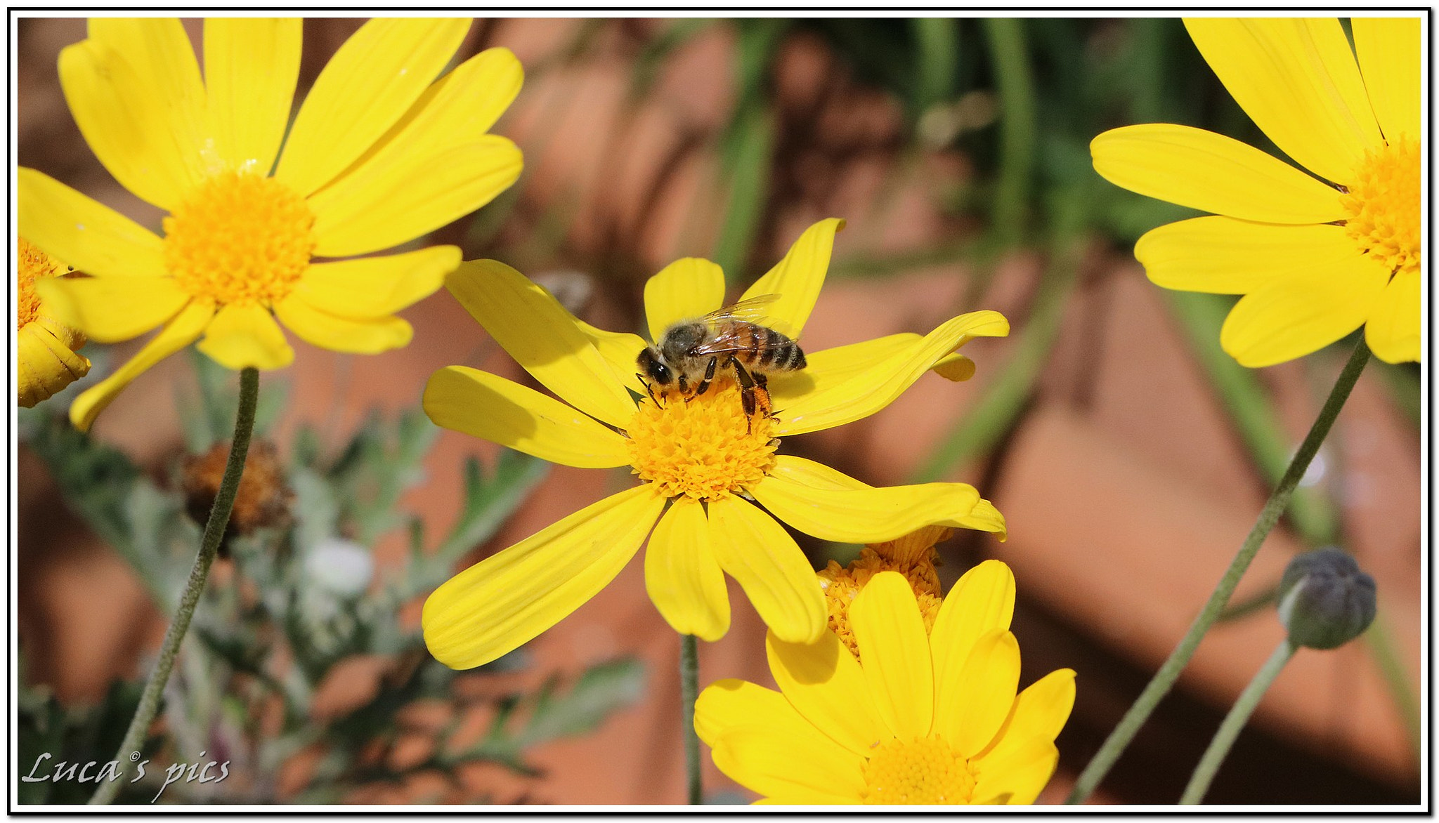 Canon EF-S 18-135mm F3.5-5.6 IS STM sample photo. Bee at work photography