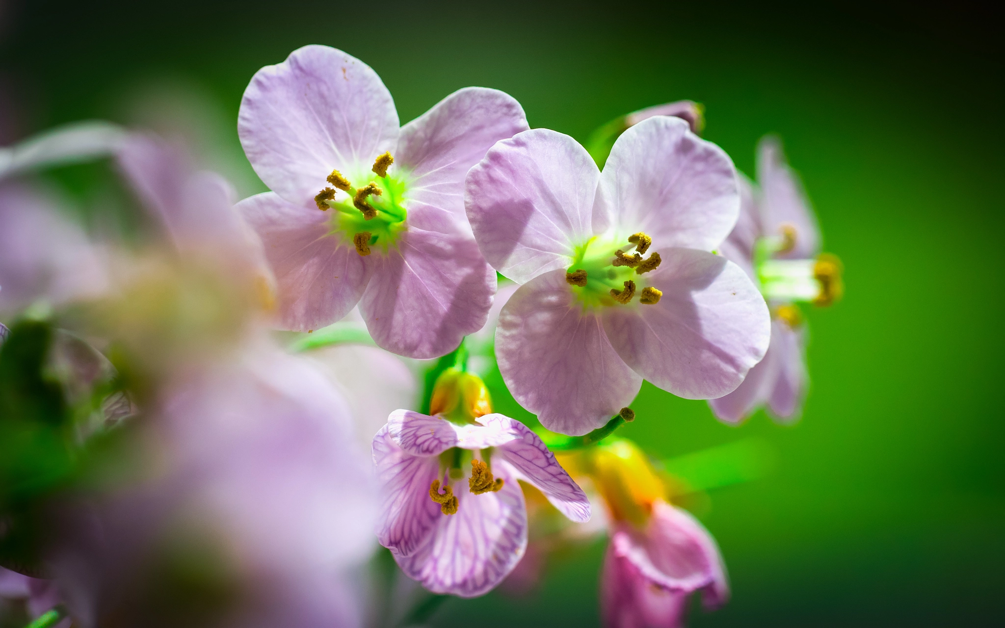 Panasonic Leica DG Macro-Elmarit 45mm F2.8 ASPH OIS sample photo. Cardamine pratensis photography