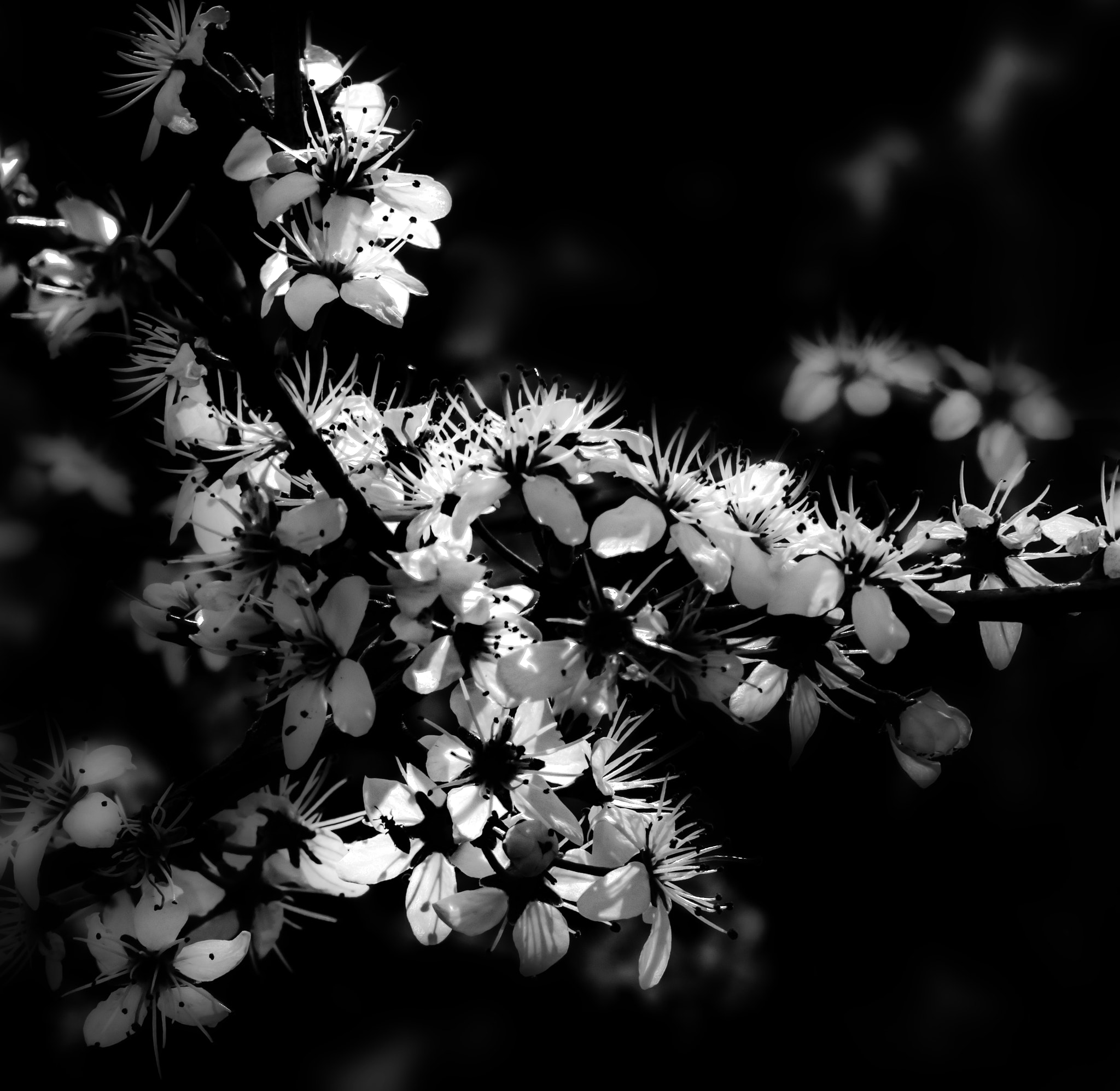 Sigma 17-70mm F2.8-4 DC Macro OS HSM | C sample photo. Schehenblueten photography