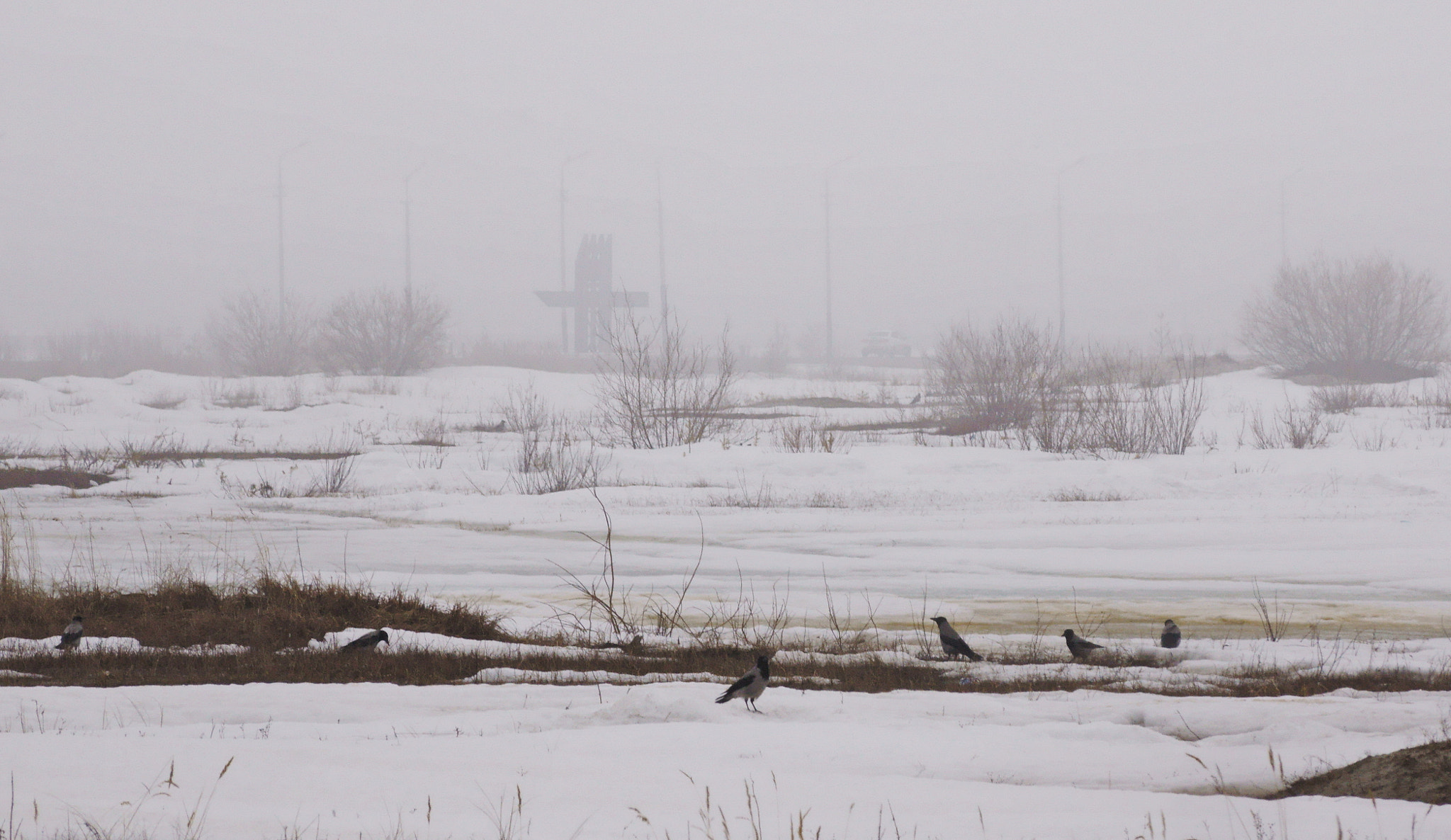 Sony DT 55-200mm F4-5.6 SAM sample photo. Hooded crows at spring photography