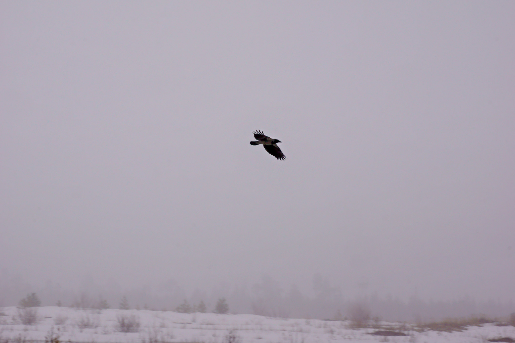 Sony DT 55-200mm F4-5.6 SAM sample photo. Lonely flight photography