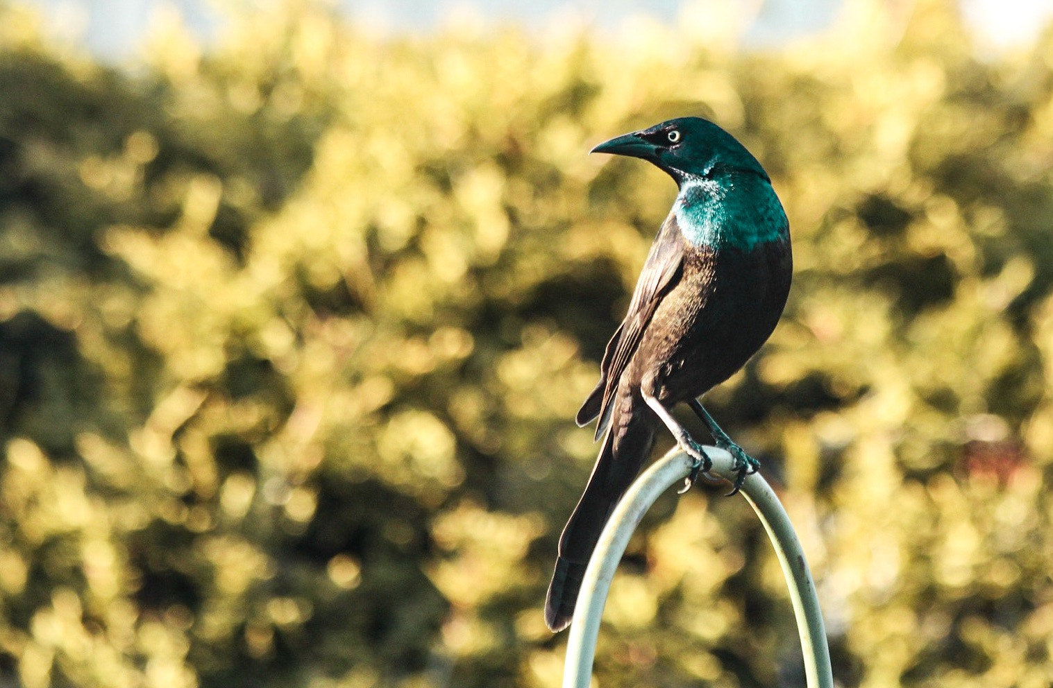 Canon EF 70-300mm F4-5.6 IS USM sample photo. Quiscalus quiscula photography