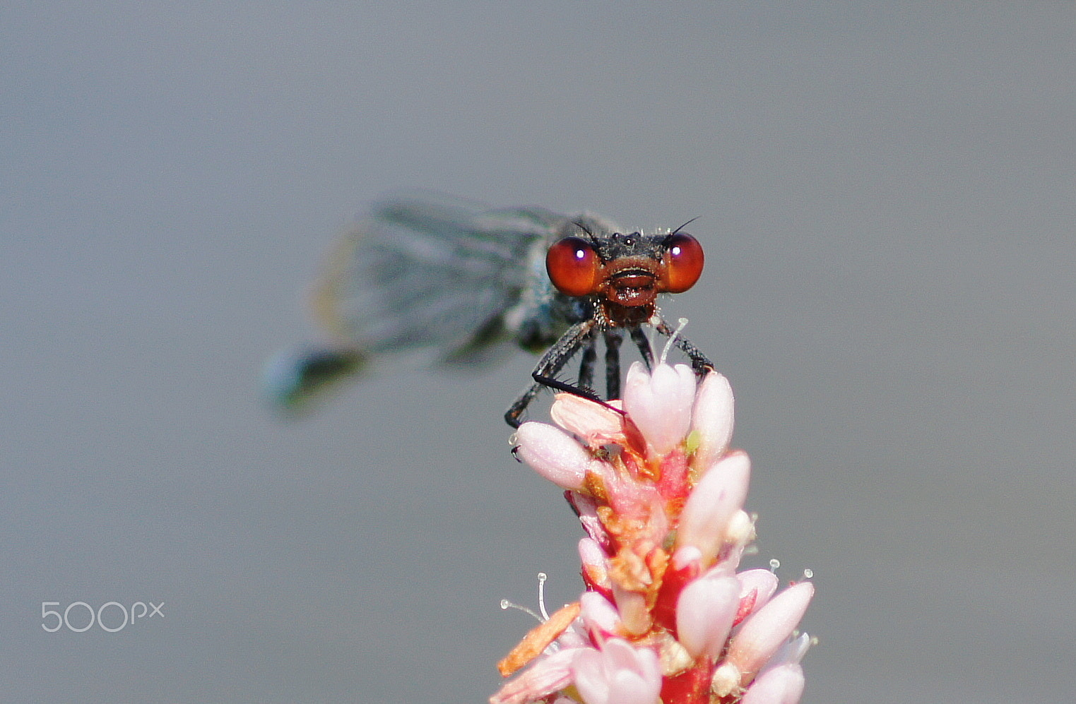 Sony DT 55-200mm F4-5.6 SAM sample photo. Глаза в глаза photography