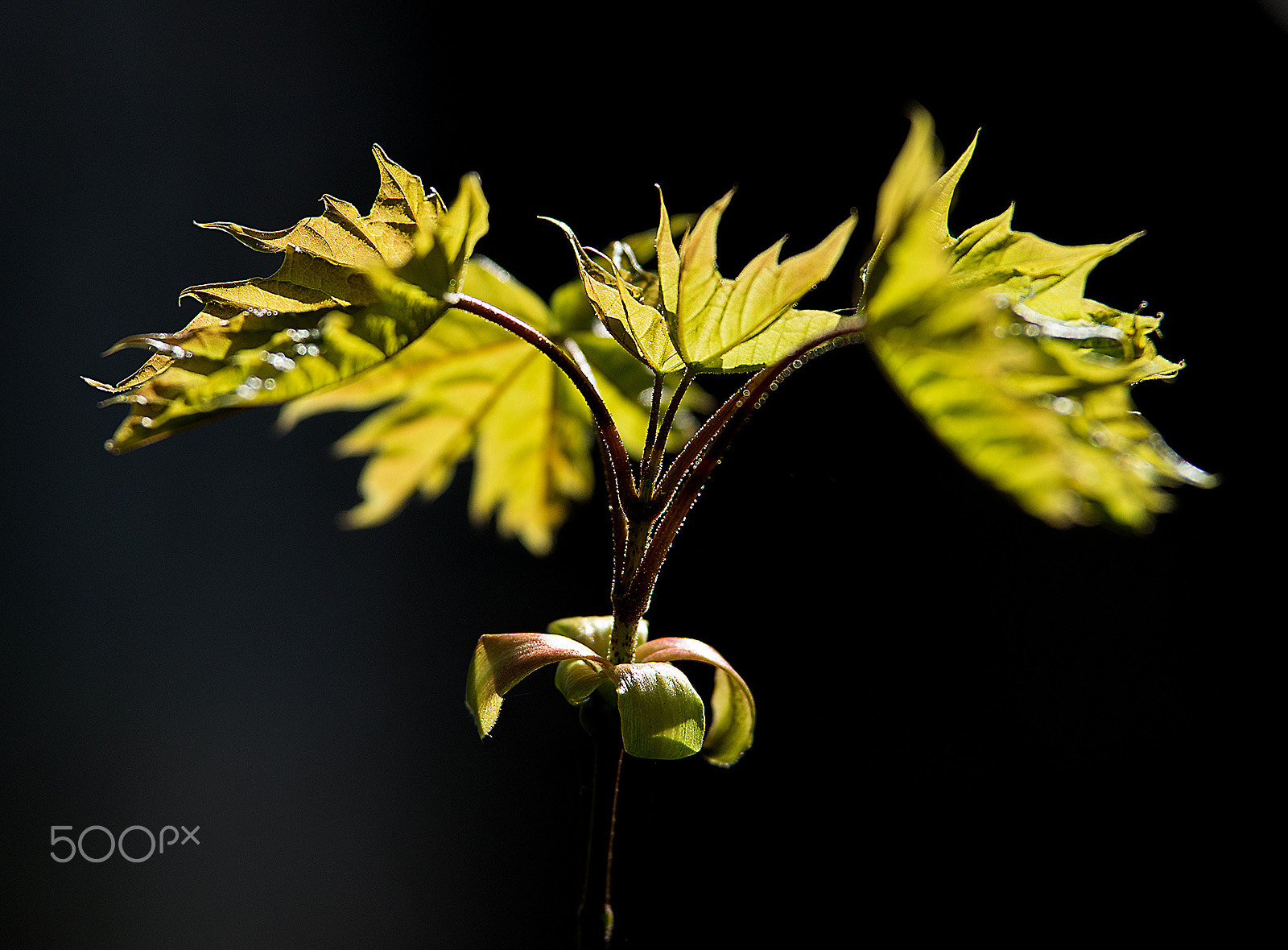 Sony a99 II + Tamron SP AF 70-200mm F2.8 Di LD (IF) MACRO sample photo. Fresh leaves photography