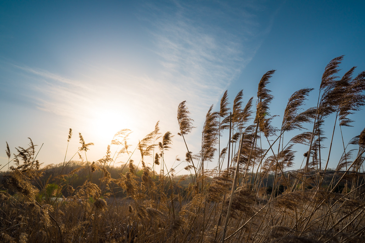 Sony a7 II + ZEISS Batis 25mm F2 sample photo. Spring sky photography