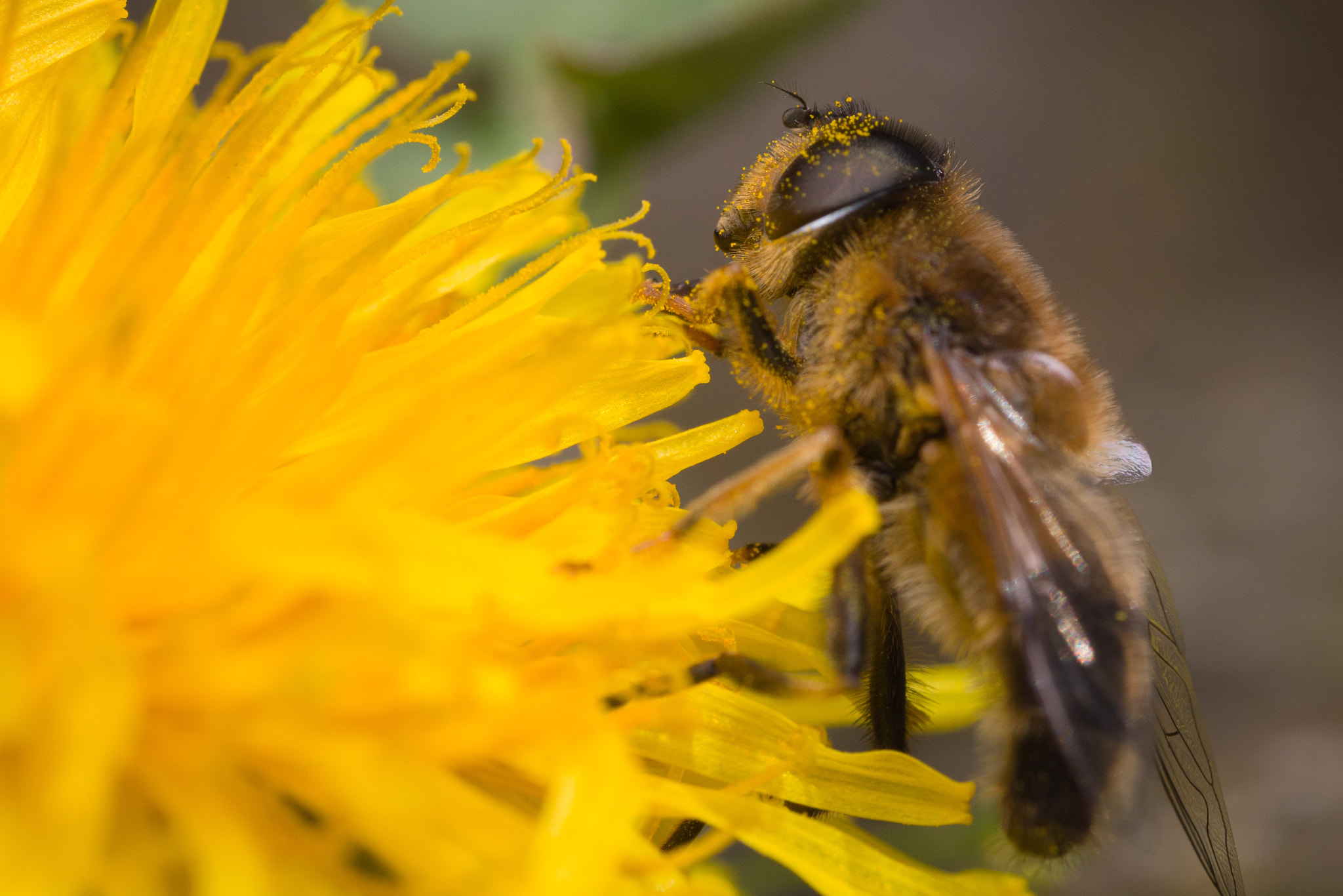 Olympus M.Zuiko Digital ED 60mm F2.8 Macro sample photo. Bee going nuts photography