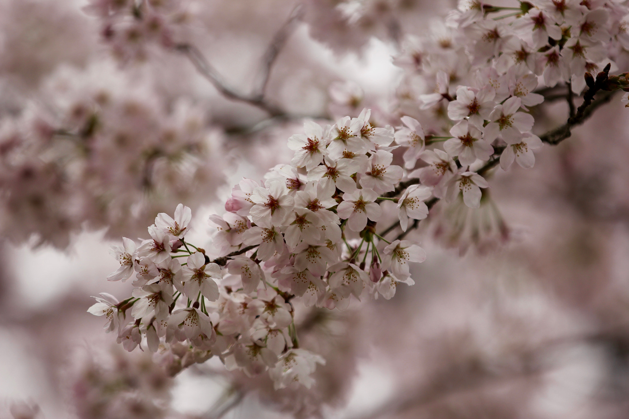 Canon EF 70-200mm F2.8L IS II USM sample photo. Taken on the island miyajima in japan, cherry blossom photography