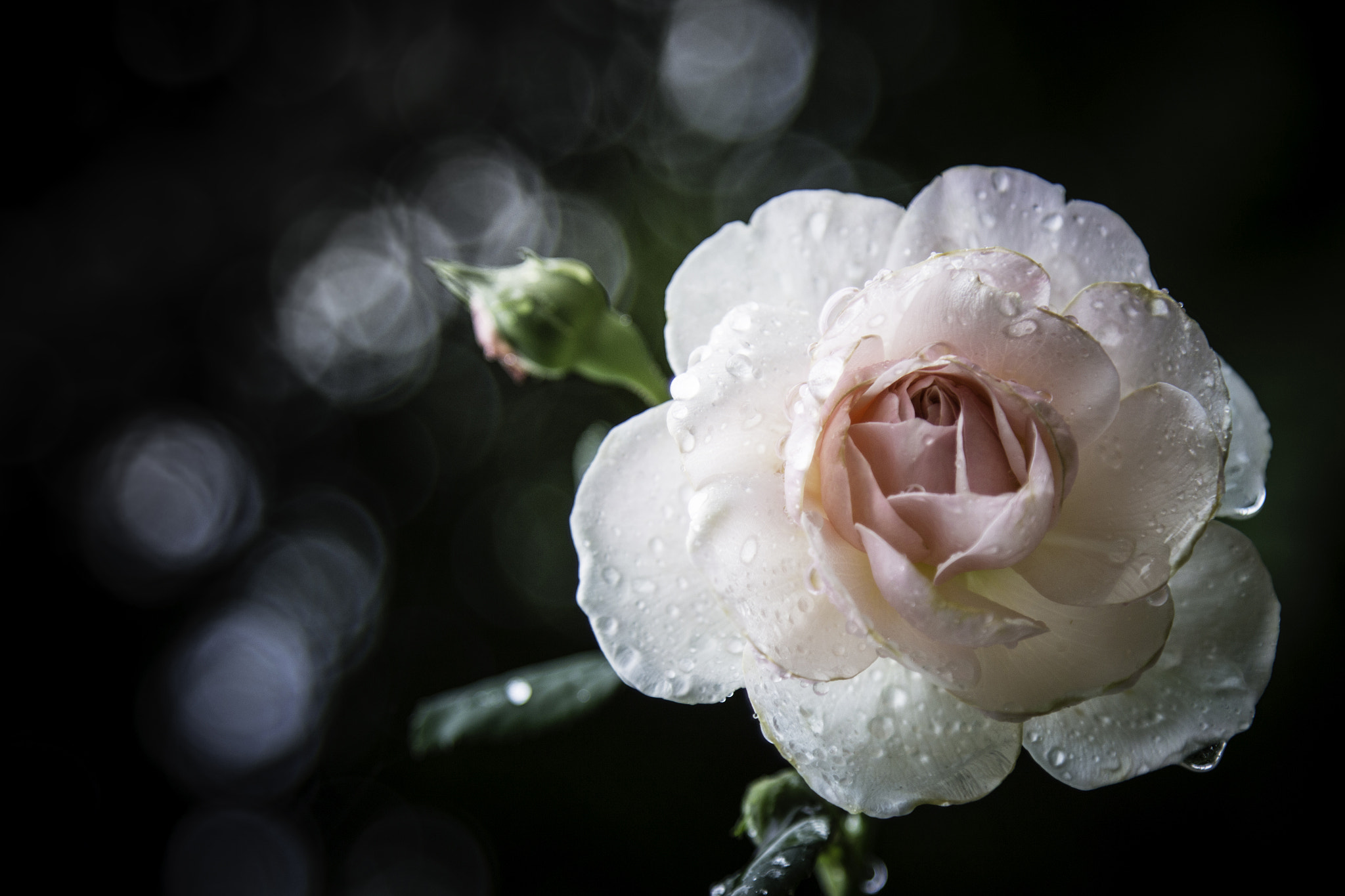 Canon EOS 100D (EOS Rebel SL1 / EOS Kiss X7) sample photo. Rose photography