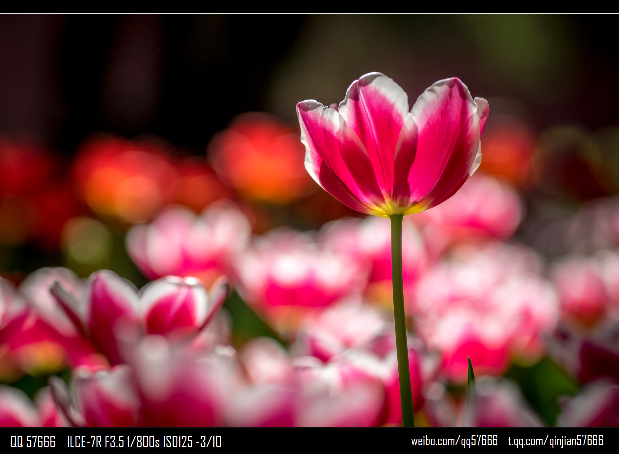 Voigtlander Macro APO-Lanthar 125mm F2.5 SL sample photo