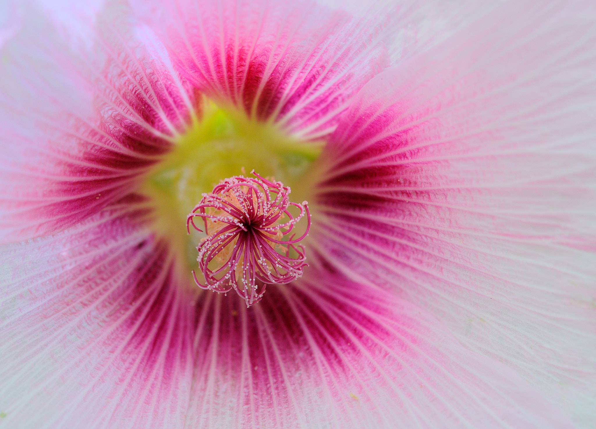 Nikon AF-S Micro-Nikkor 60mm F2.8G ED sample photo. Malvone photography