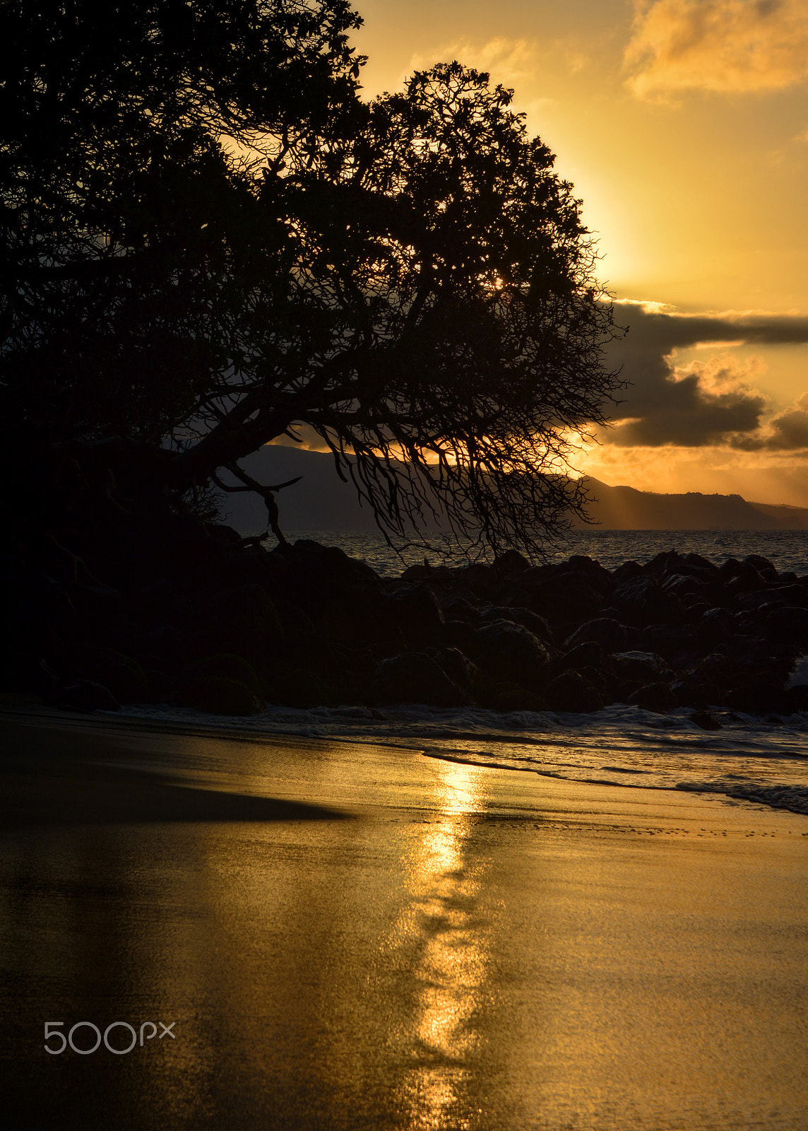 Sigma 18-50mm F2.8-4.5 DC OS HSM sample photo. Beach tree photography