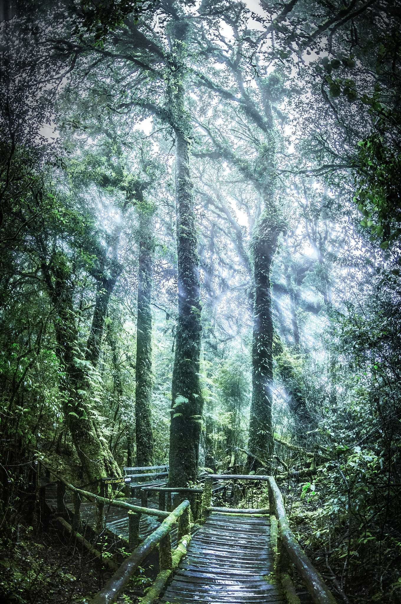 Nikon AF DX Fisheye-Nikkor 10.5mm F2.8G ED sample photo. Forest photography