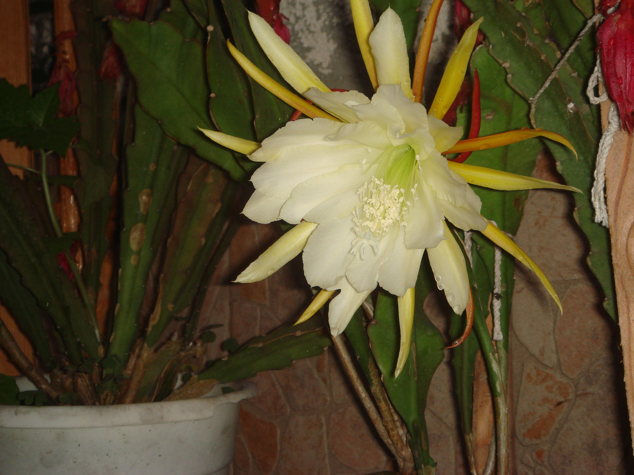 Sony DSC-T50 sample photo. Beautiful flower photography